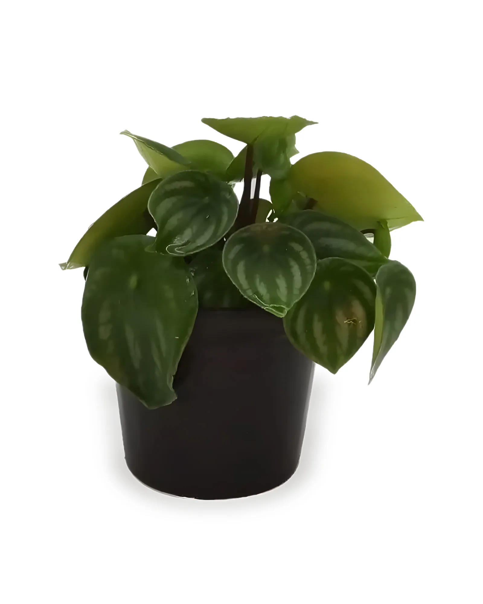 PEPEROMIA MELANCIA PT14