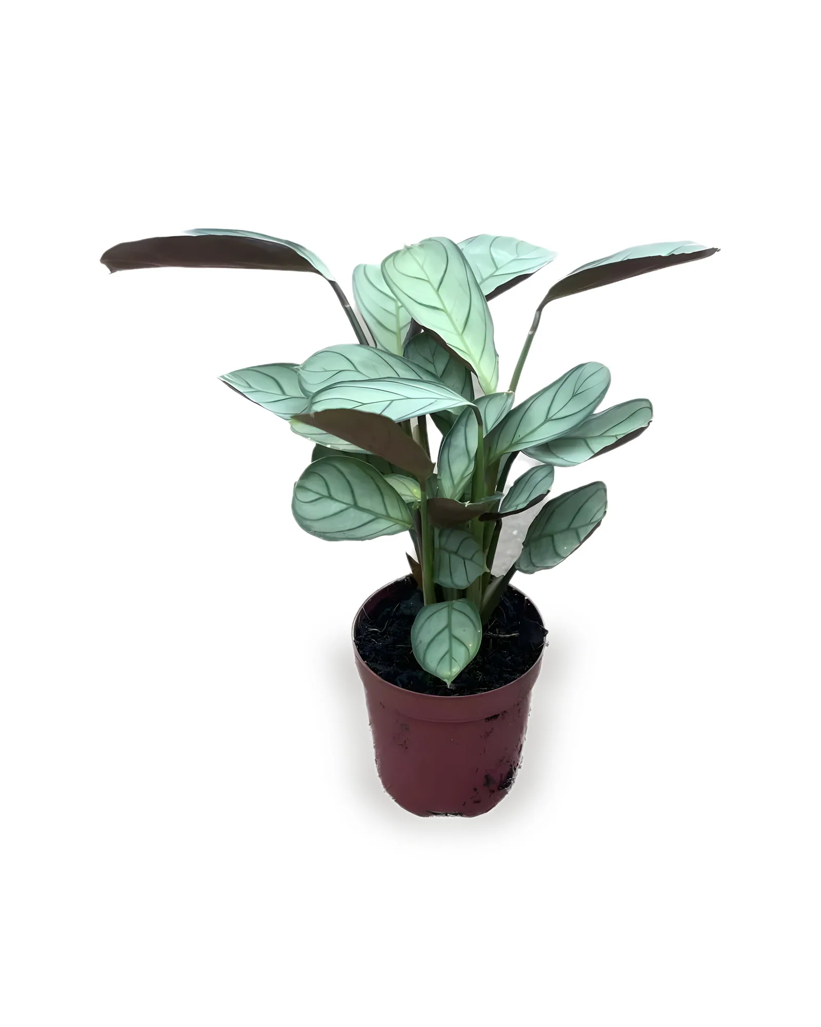 MINI MARANTA "variada"-equivalente PT06 (raiz nua)-1 unidade