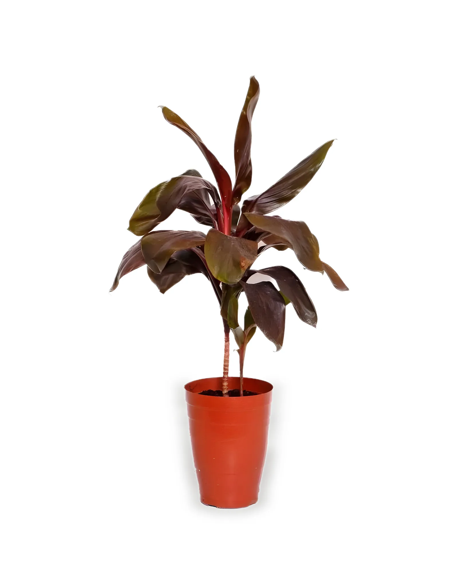 Dracena Cordyline MDPT17 (enviamos para todo Brasil)