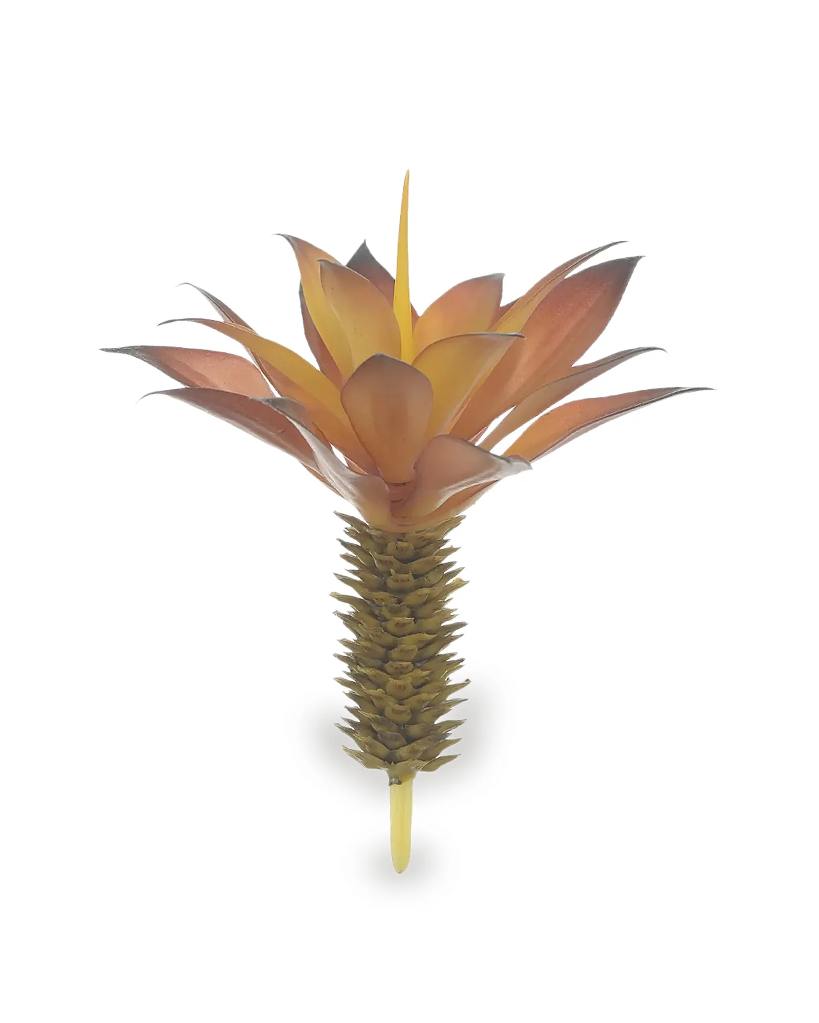 AGAVE SUCULENTA 17CM