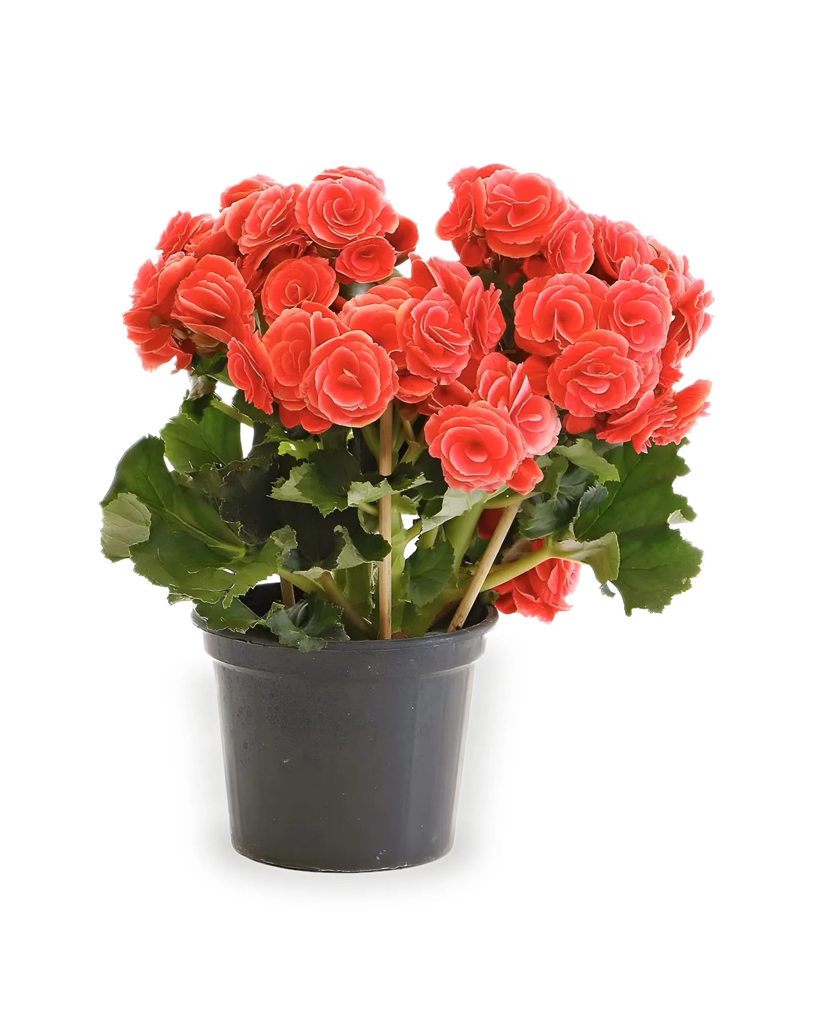 Begonia MDPT11 - cores sortidas
