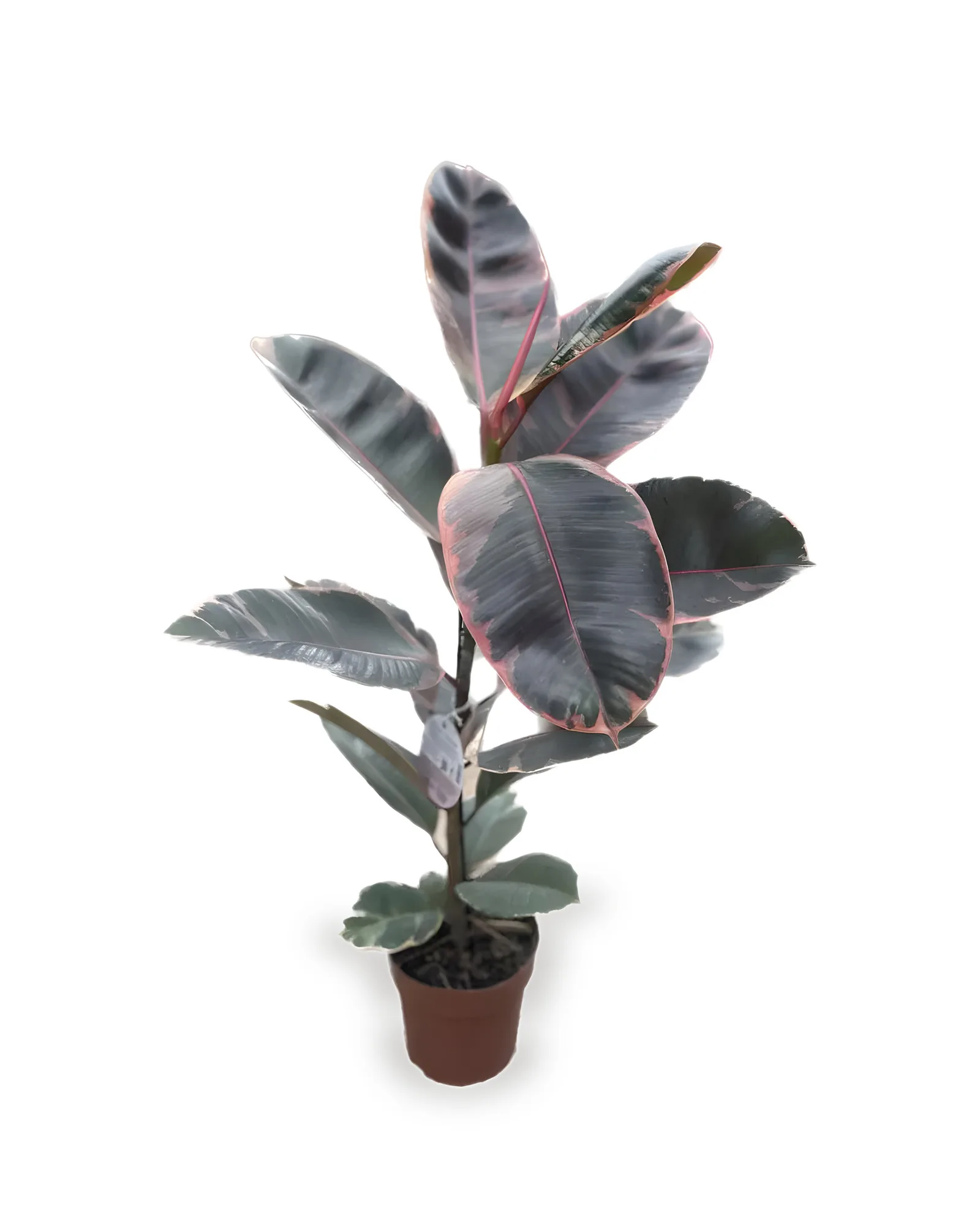 FICUS ELASTICA RUBY MDPT17VL(enviamos para todo Brasil)