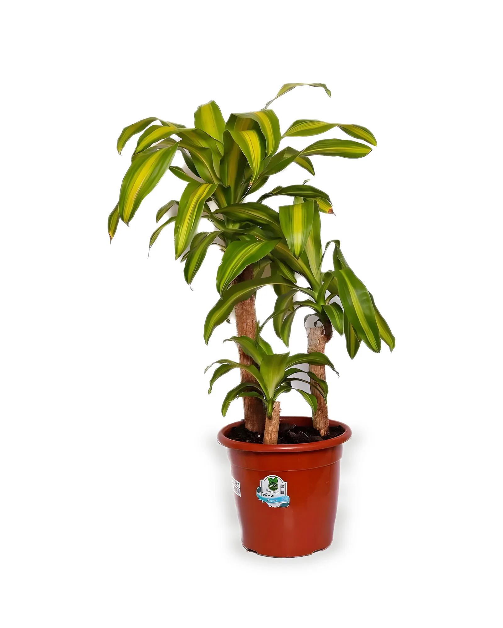 Dracena Var. Pau D´água MDPT30VL