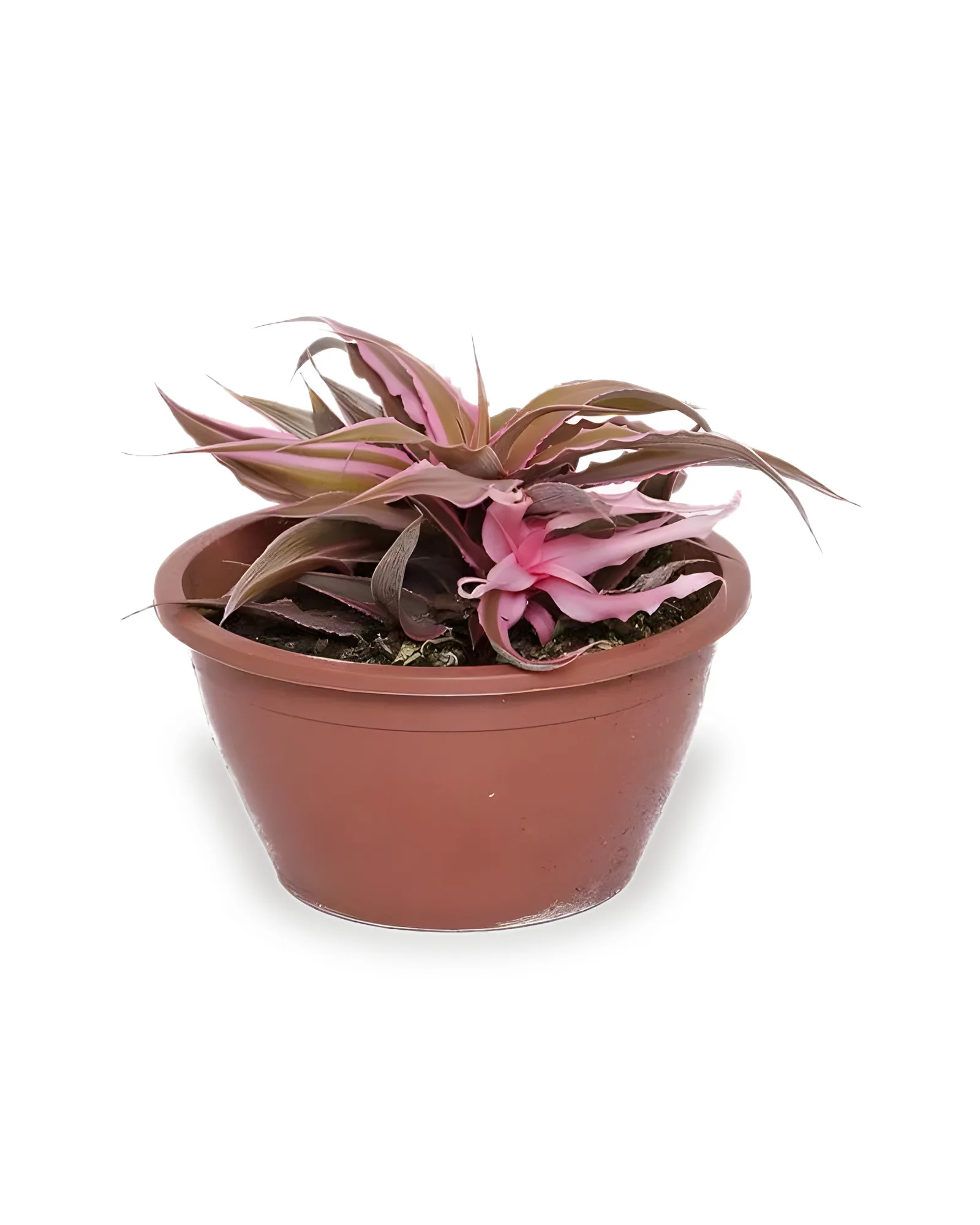 Cryptanthus MDCA13FA