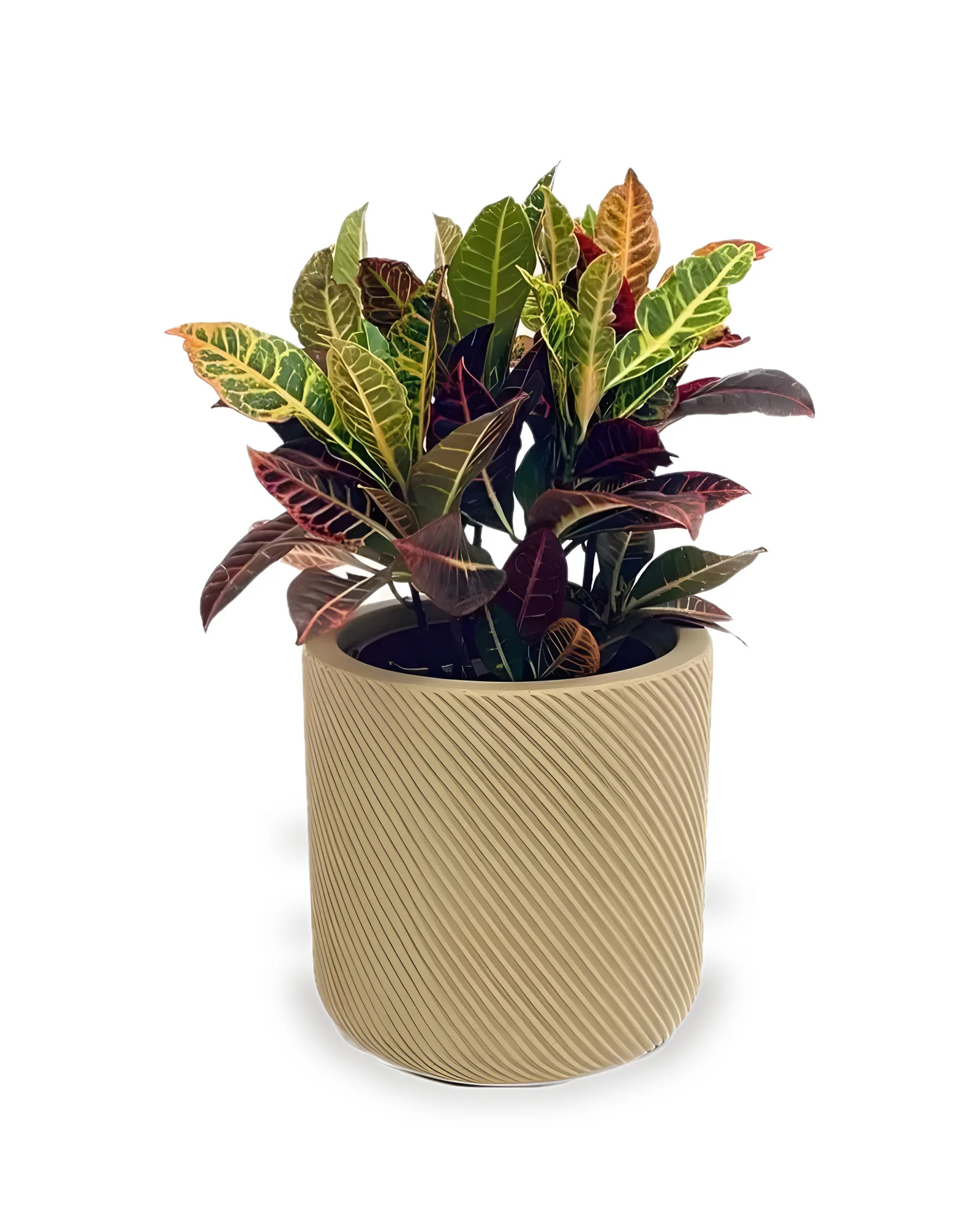 CONJUNTO CROTON PETRA LISTRADO