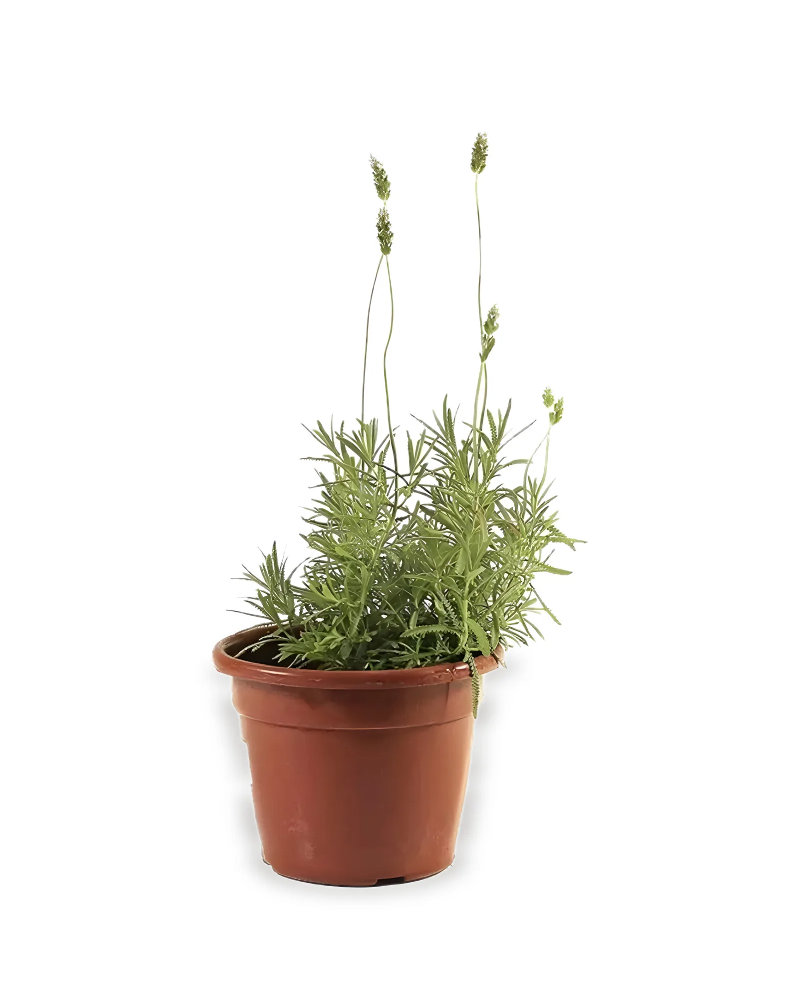 Lavanda PT24