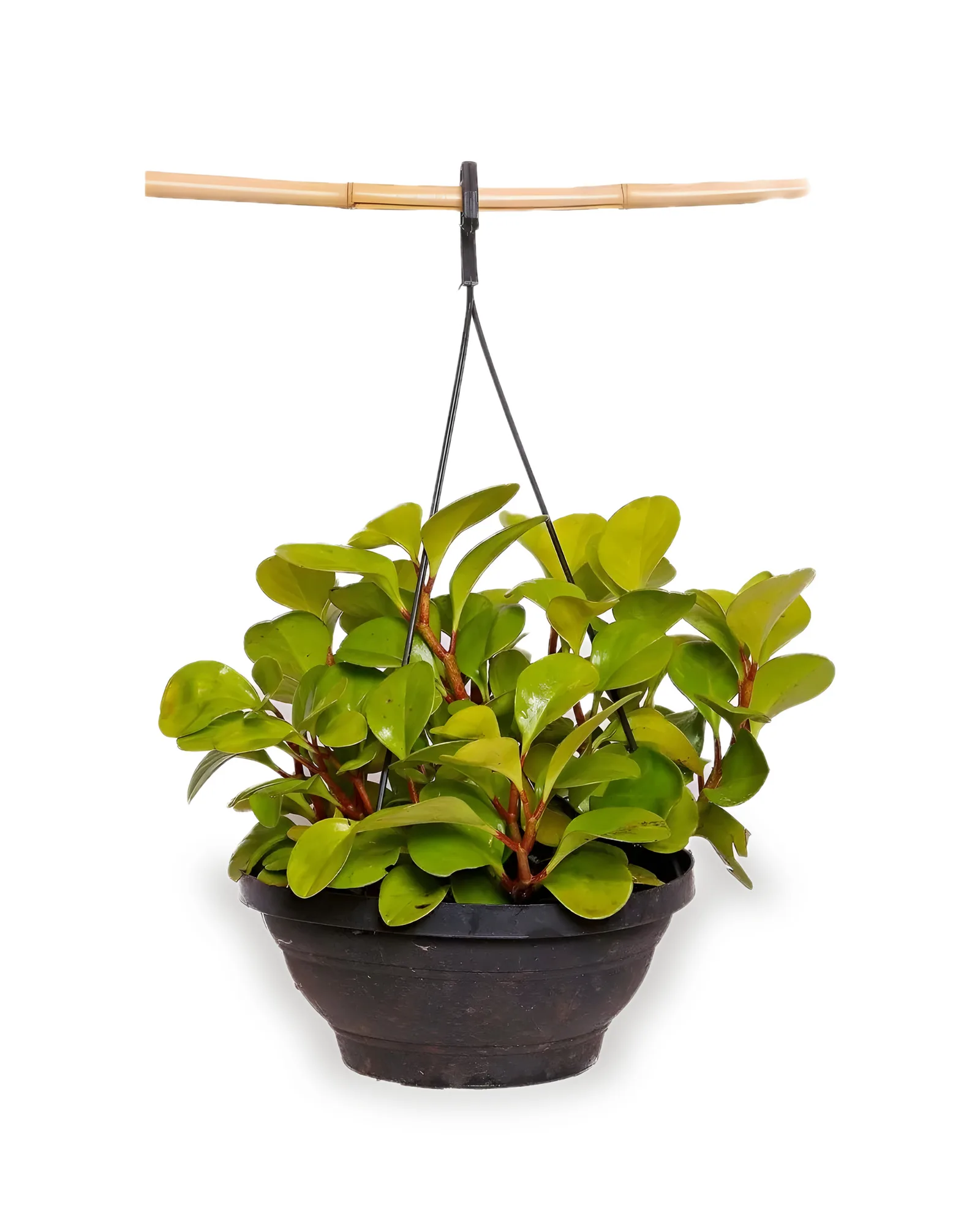 Peperomia Limão MDCA25
