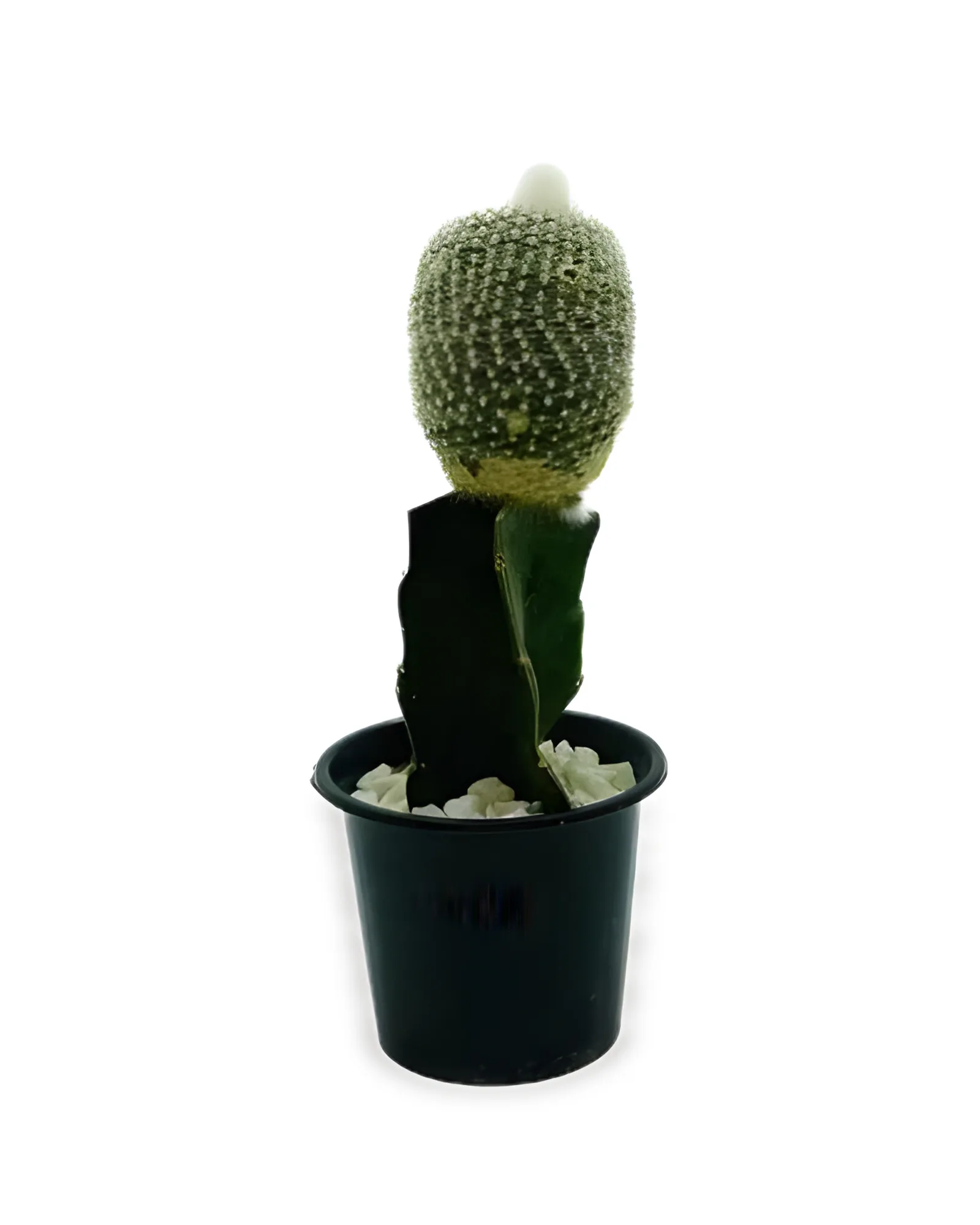 CACTO MDPT10 ENXERTADO VARIADOS