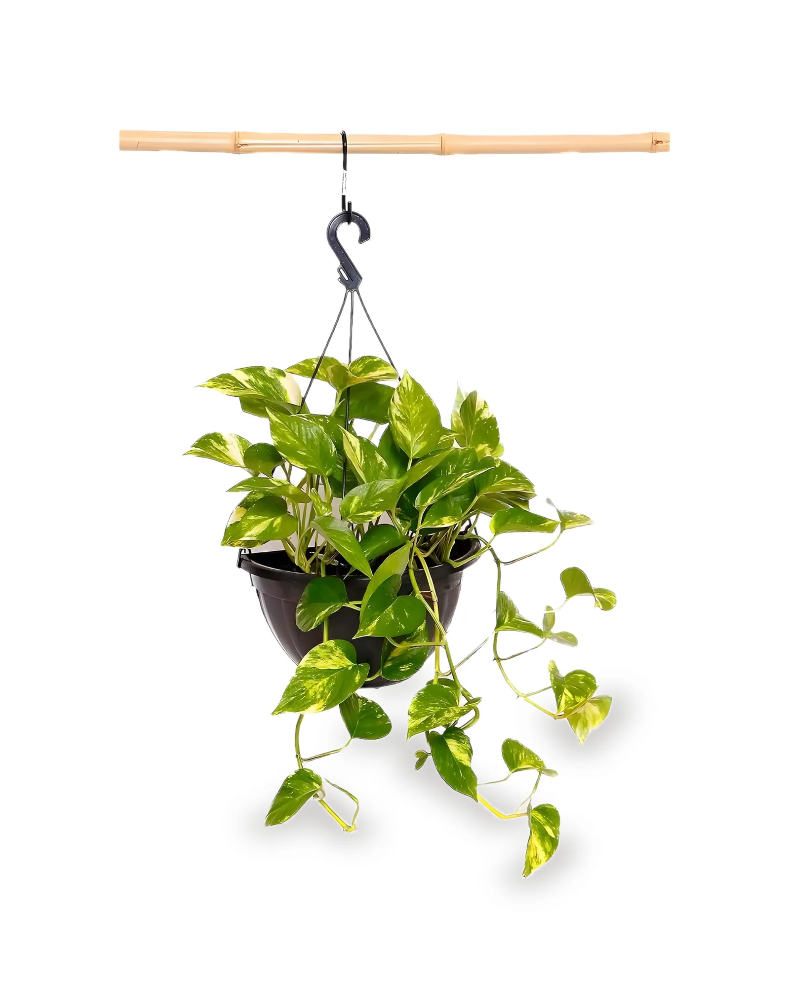 Jiboia Pendente 1/2 Vaso MD