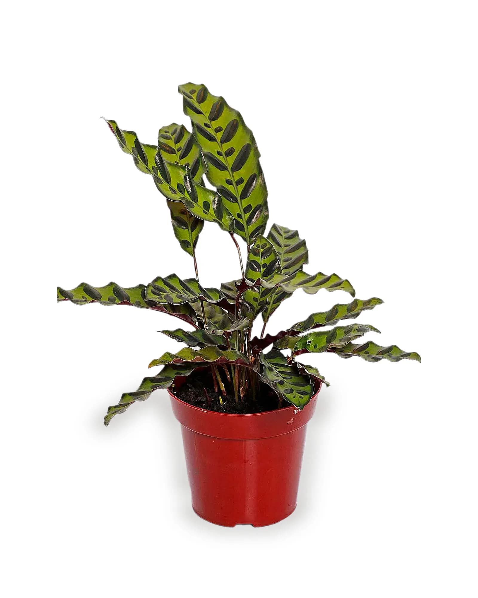 Maranta Cascavél -Calathea Insignis pt12 (enviamos para todo Brasil)