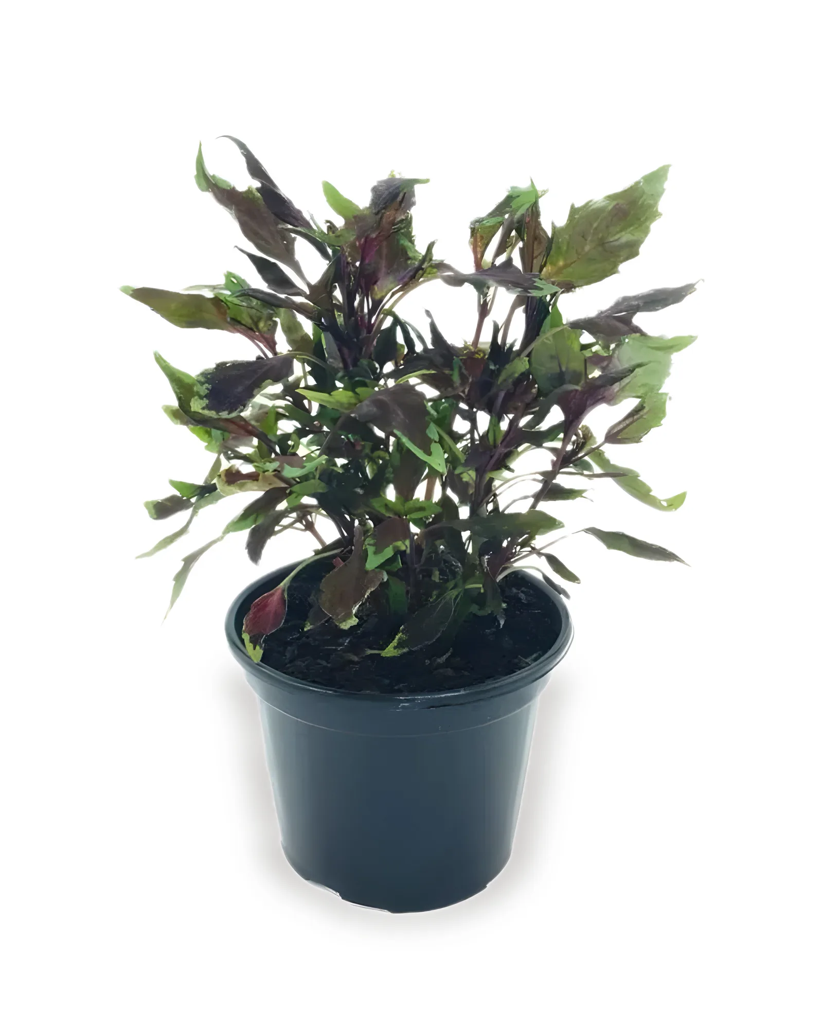 coleus pote 13 (enviamos para todo Brasil)