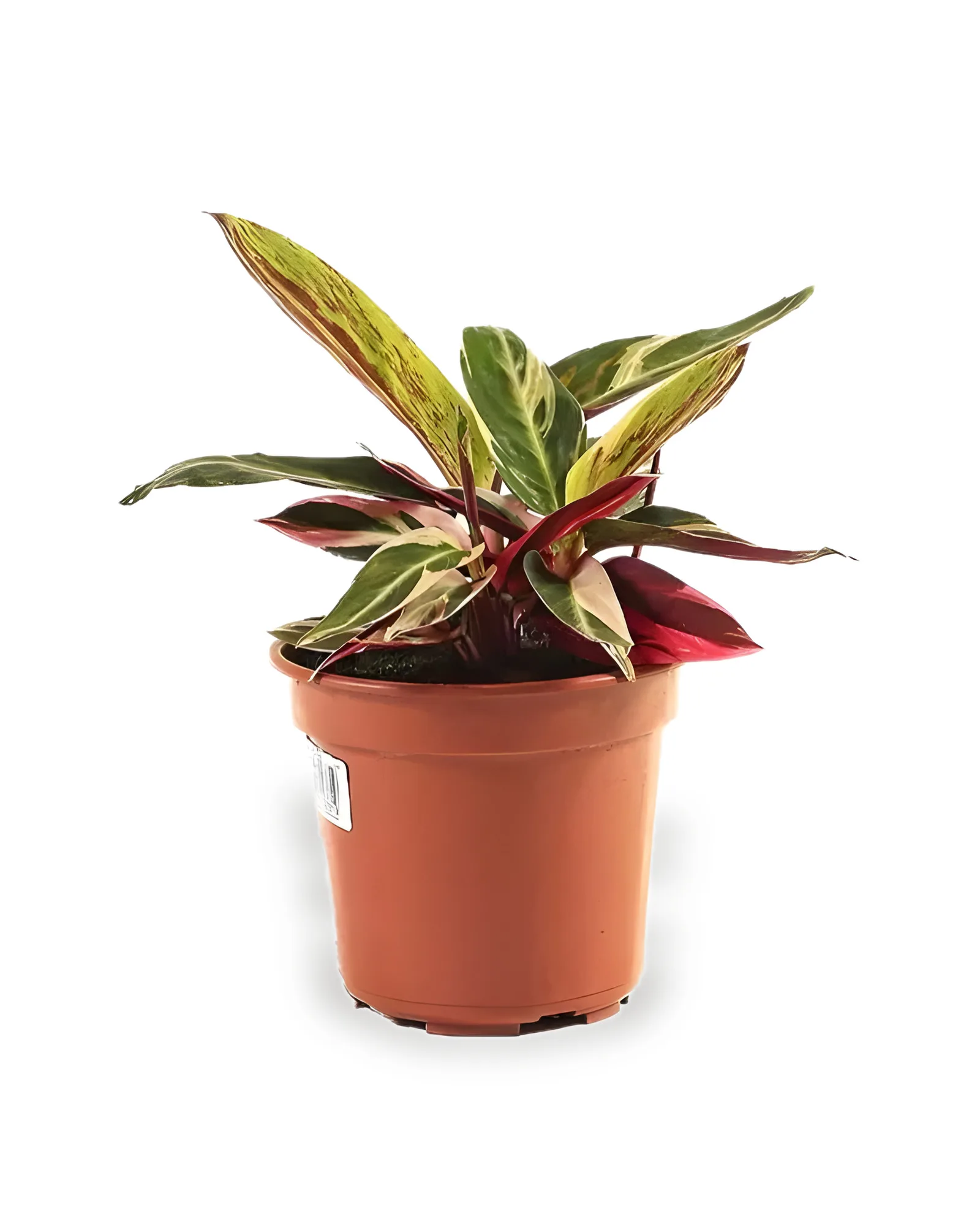 maranta calathea MDPT17 (enviamos para todo Brasil)