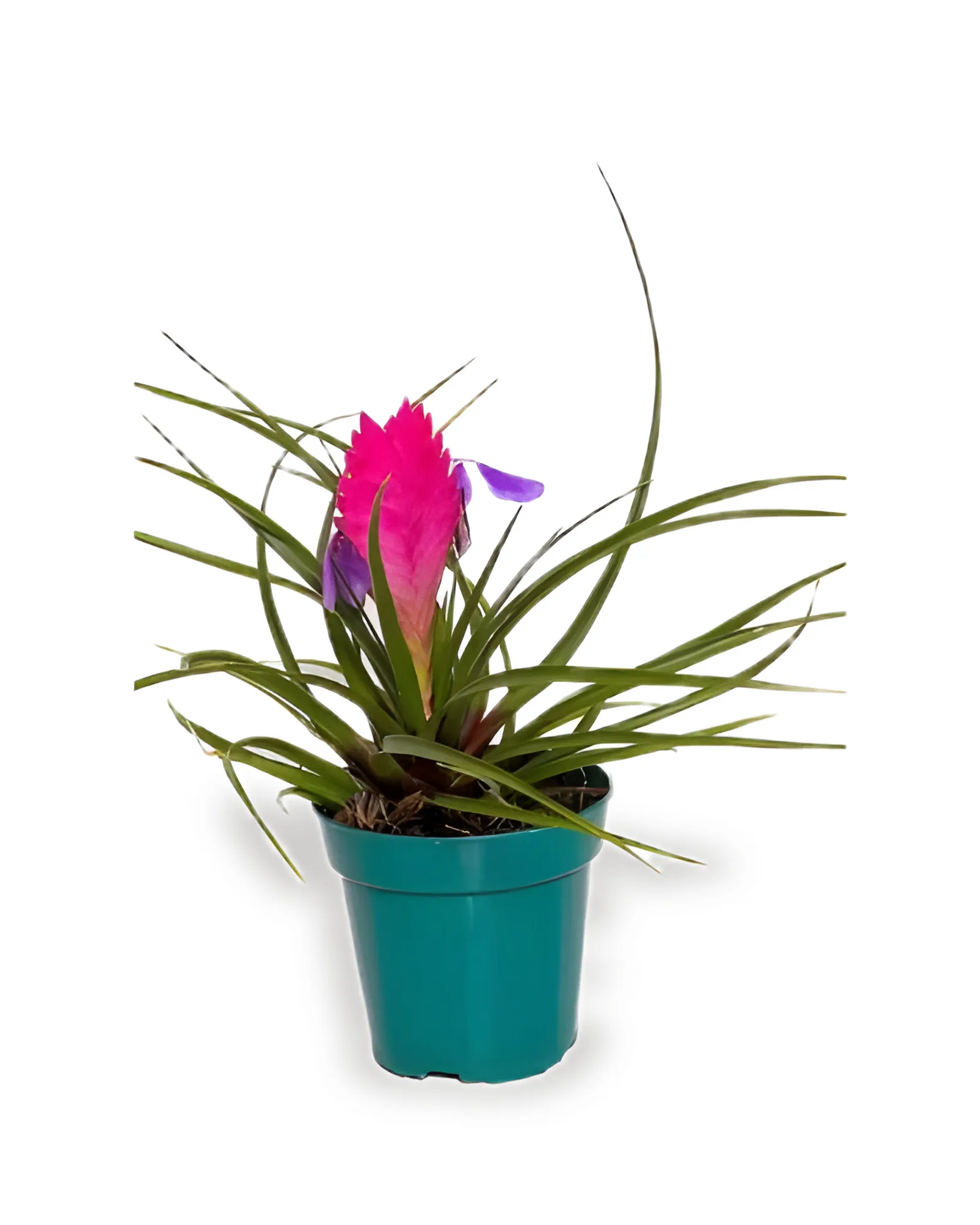 Bromélia Tillandsia Pink Cynea PT12BN (enviamos para todo Brasil)