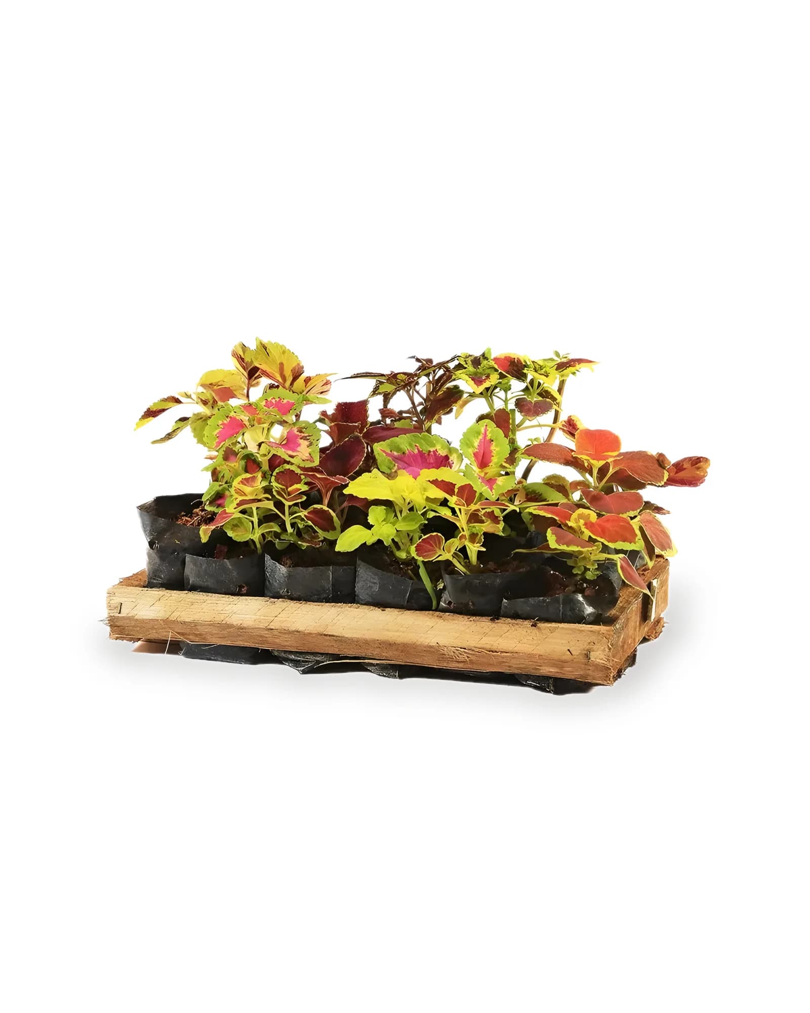 COLEUS MDCX15