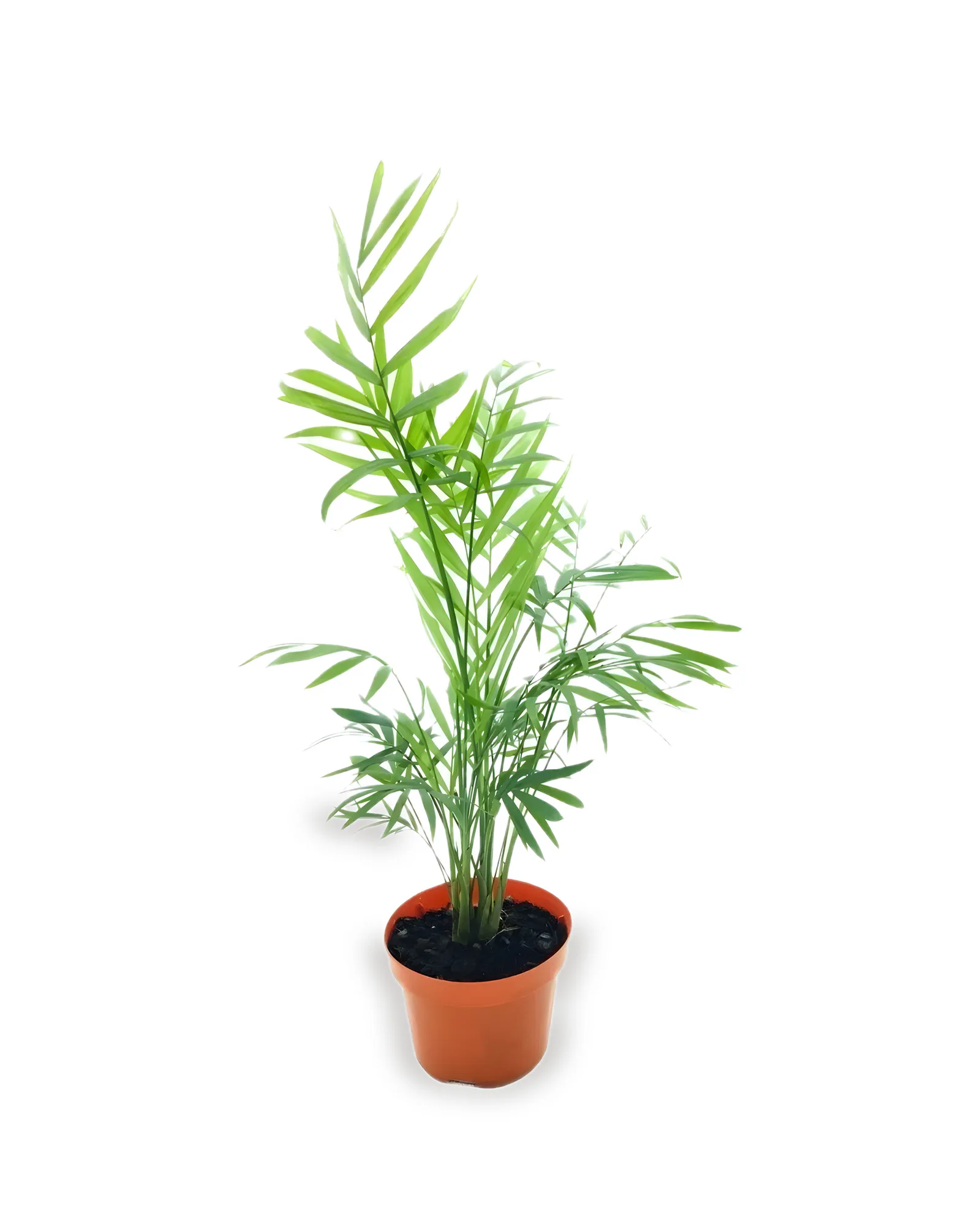 Palm. Chameadora Elegans pote 11 (enviamos para todo Brasil)