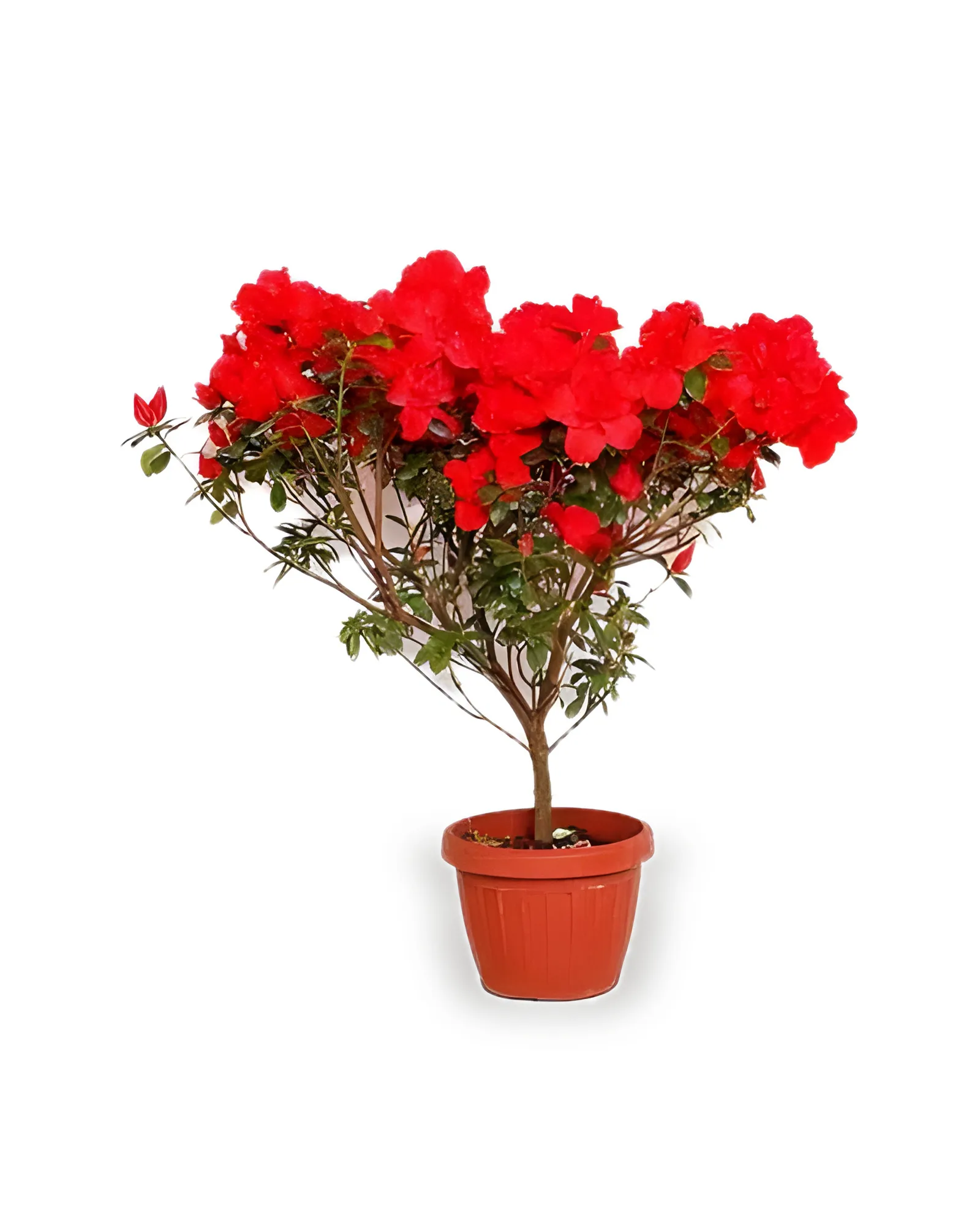 Azaleia Bonsai Medio Duplo MDPT