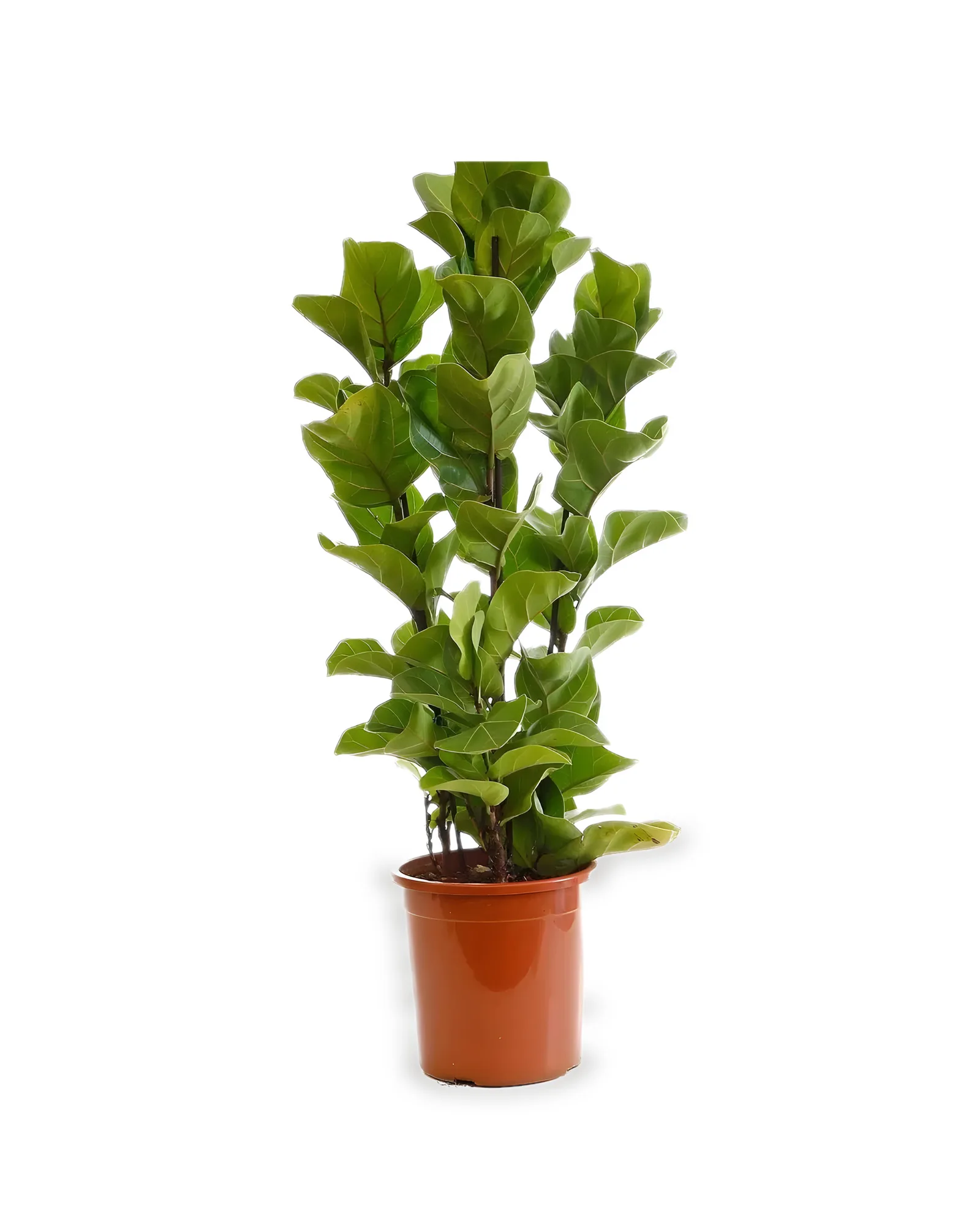 Ficus Lyrata Bambino MDPT24