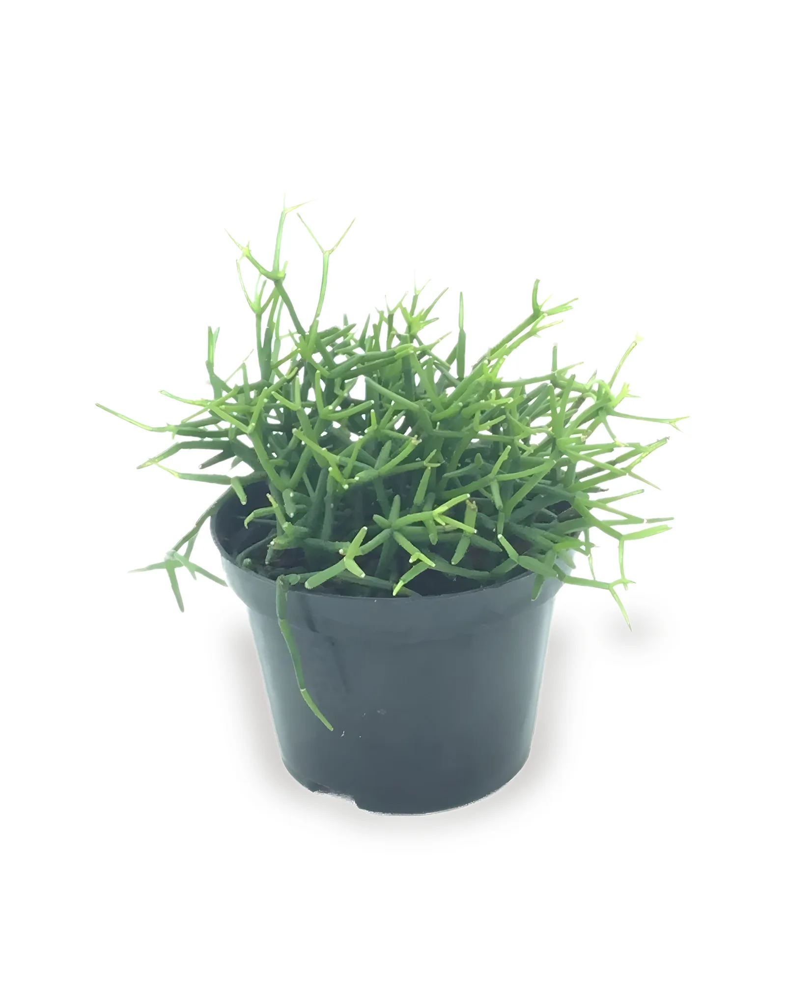 Rhipsalis Erecta pote 11 (Enviamos para todo Brasil)