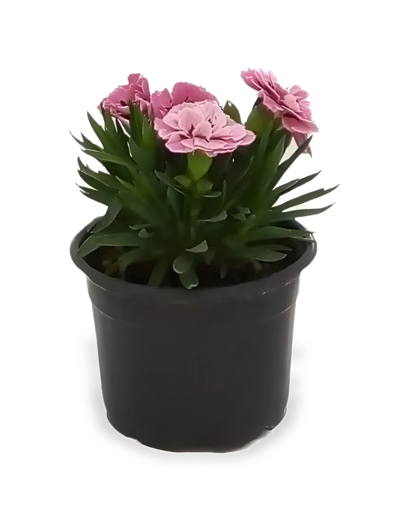 DIANTHUS DOBRADO PT 11 - CORES VARIADAS