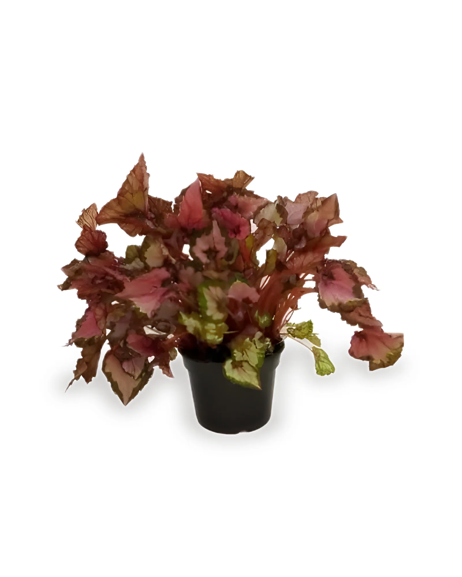 Begonia Beleaf MDPT14 - Cores Variadas (enviamos para todo Brasil)