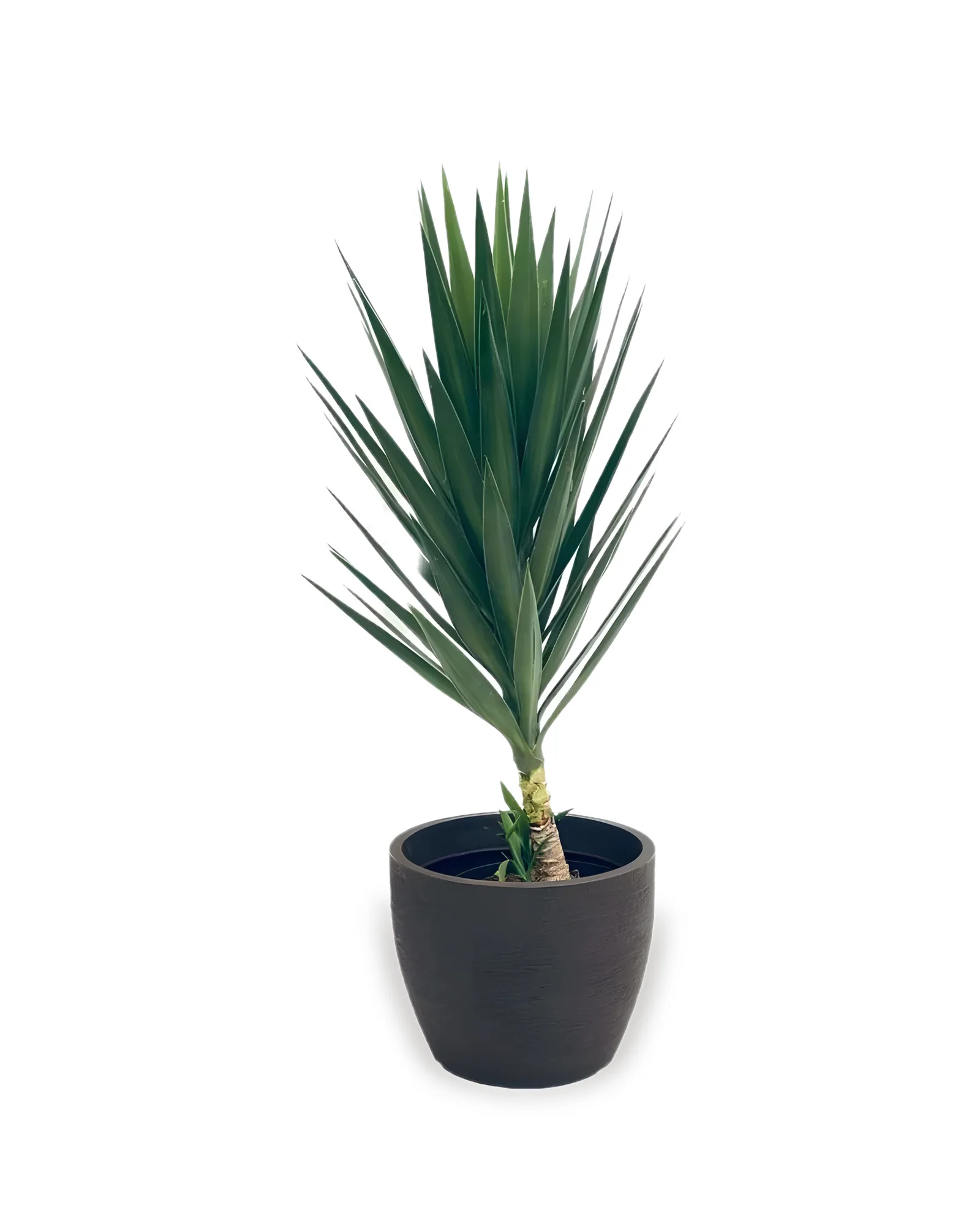 CONJUNTO YUCCA