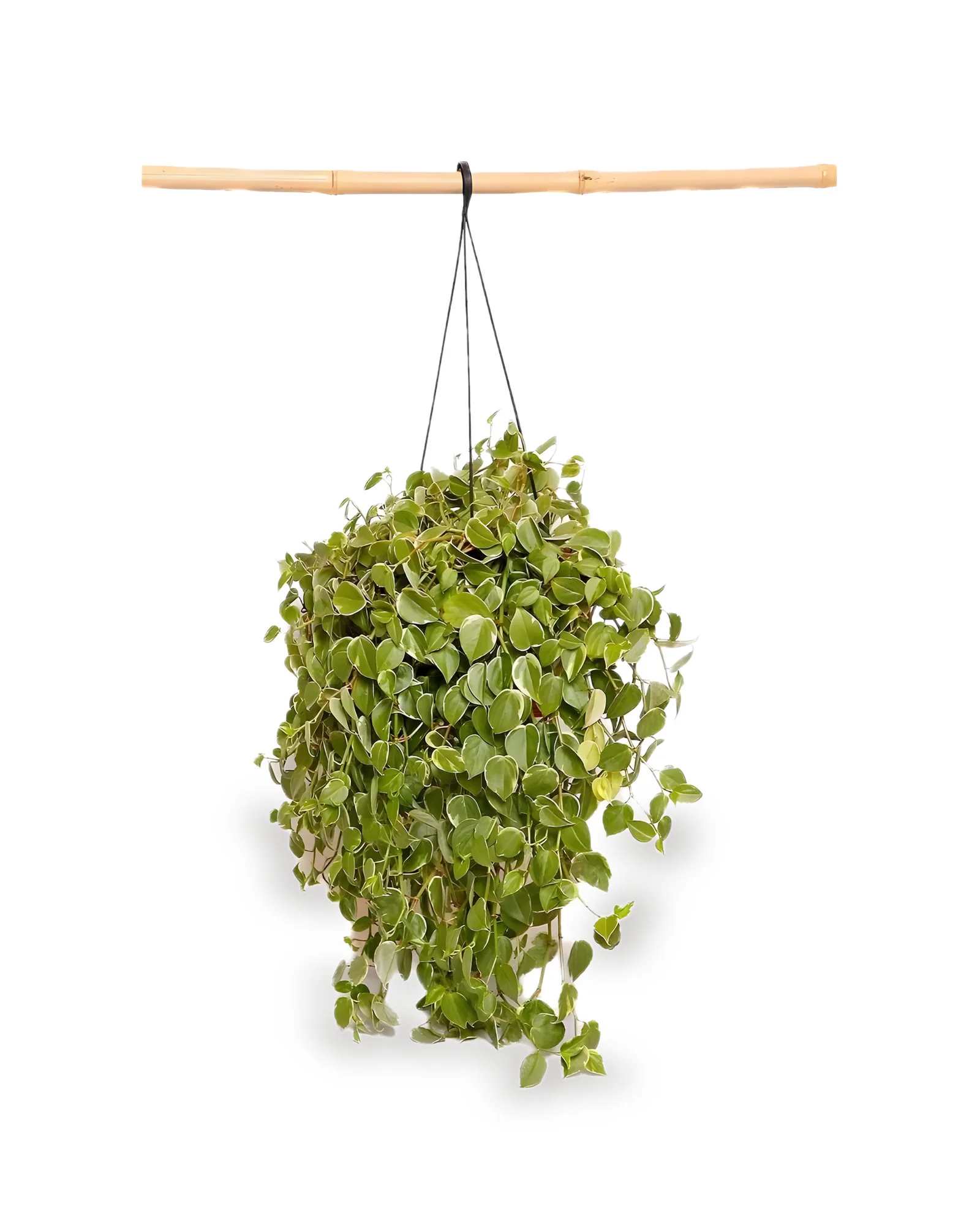 Peperomia Scandens MDCA32 - Natural