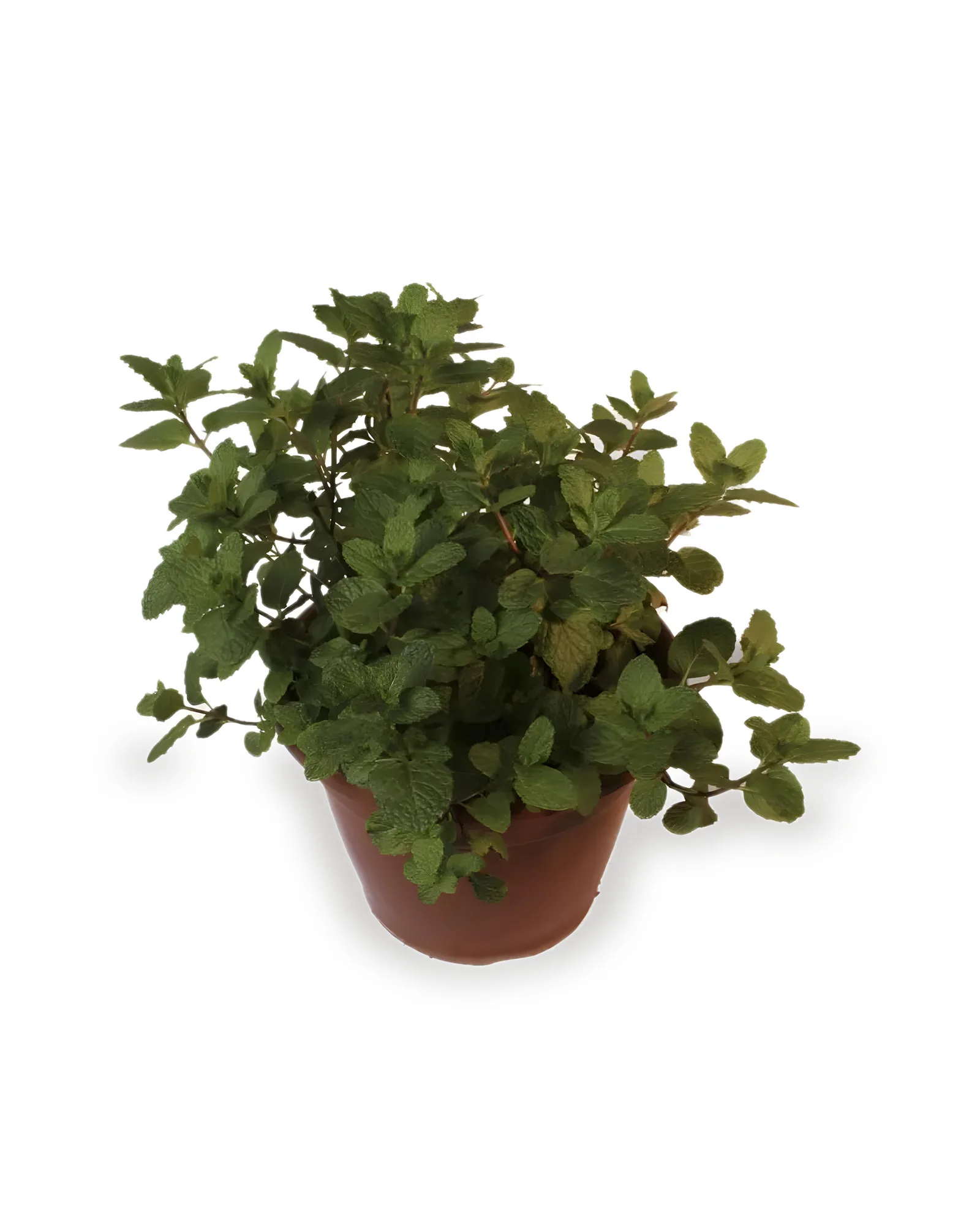 HORTELA MDPT24