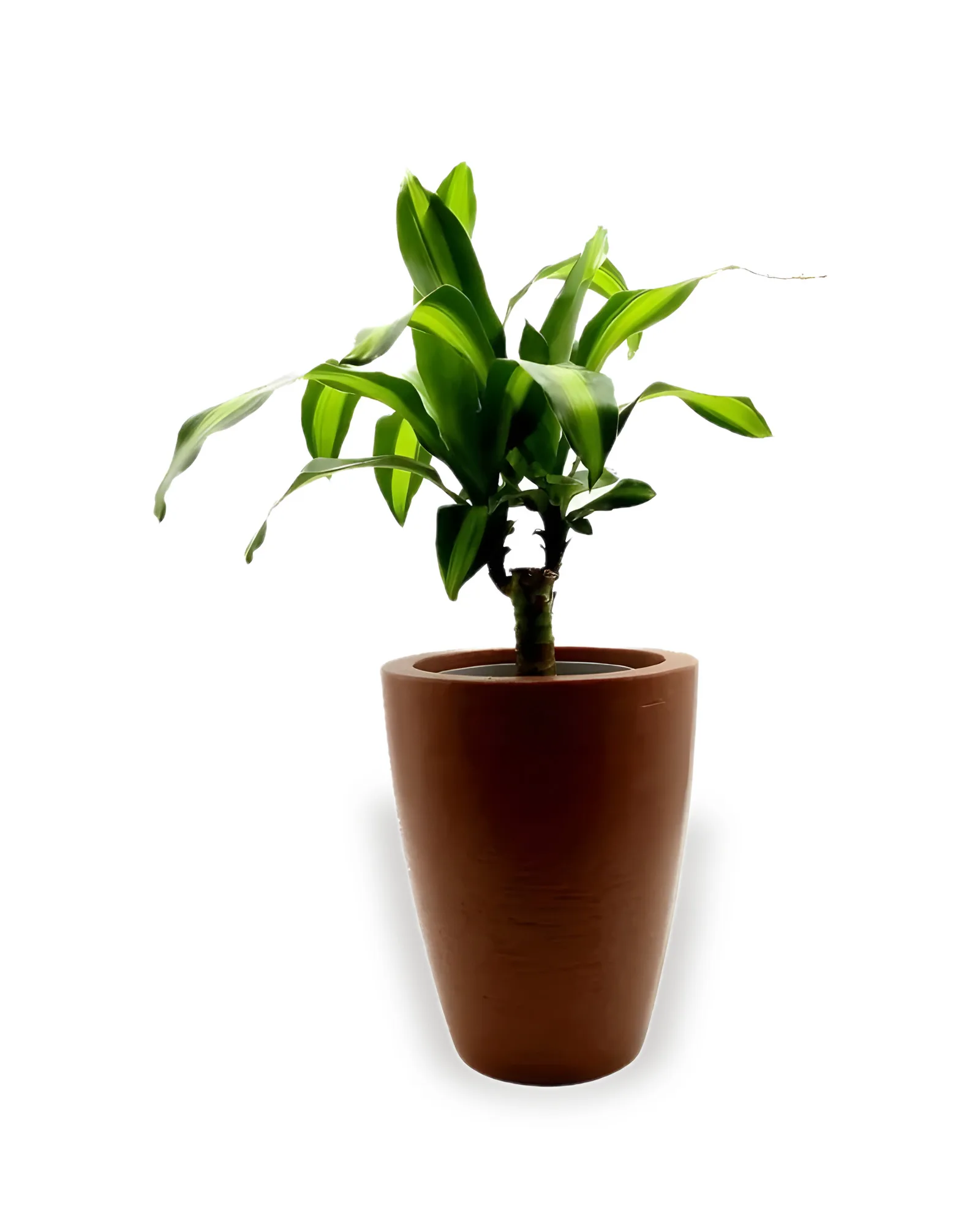 CONJUNTO DRACENA