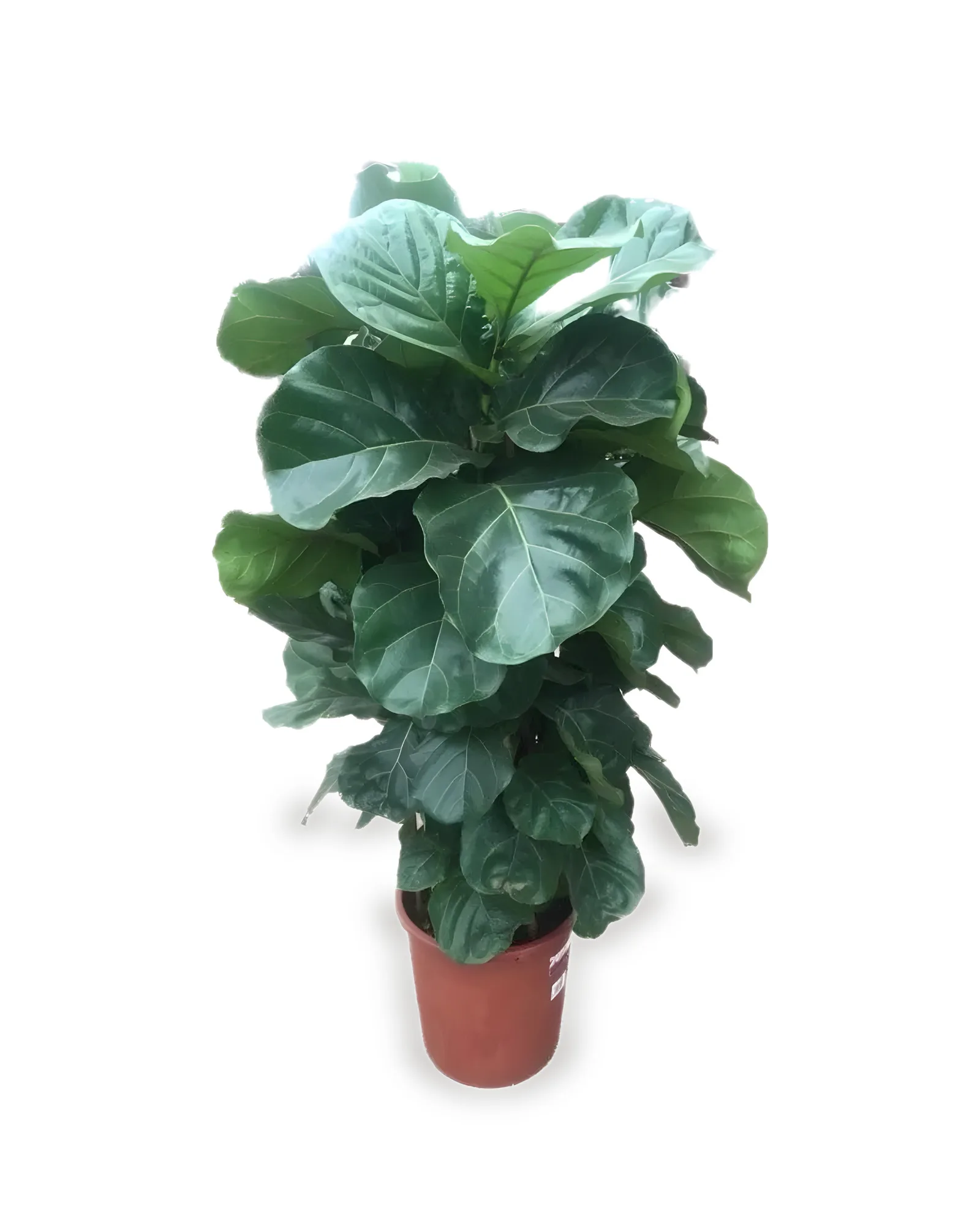 FICUS LYRATA BAMBINO MDPT40