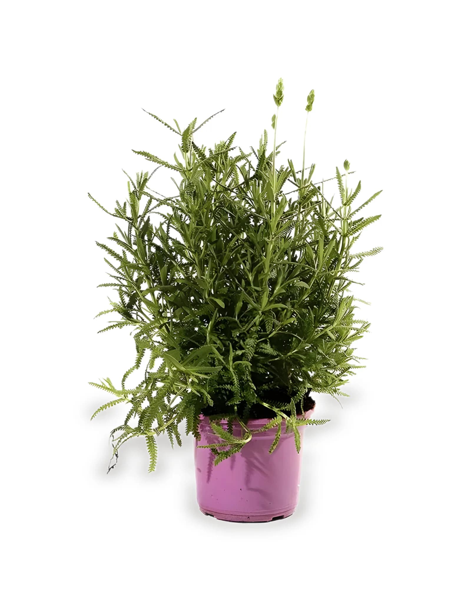 LAVANDA ESPECIAL MDPT15