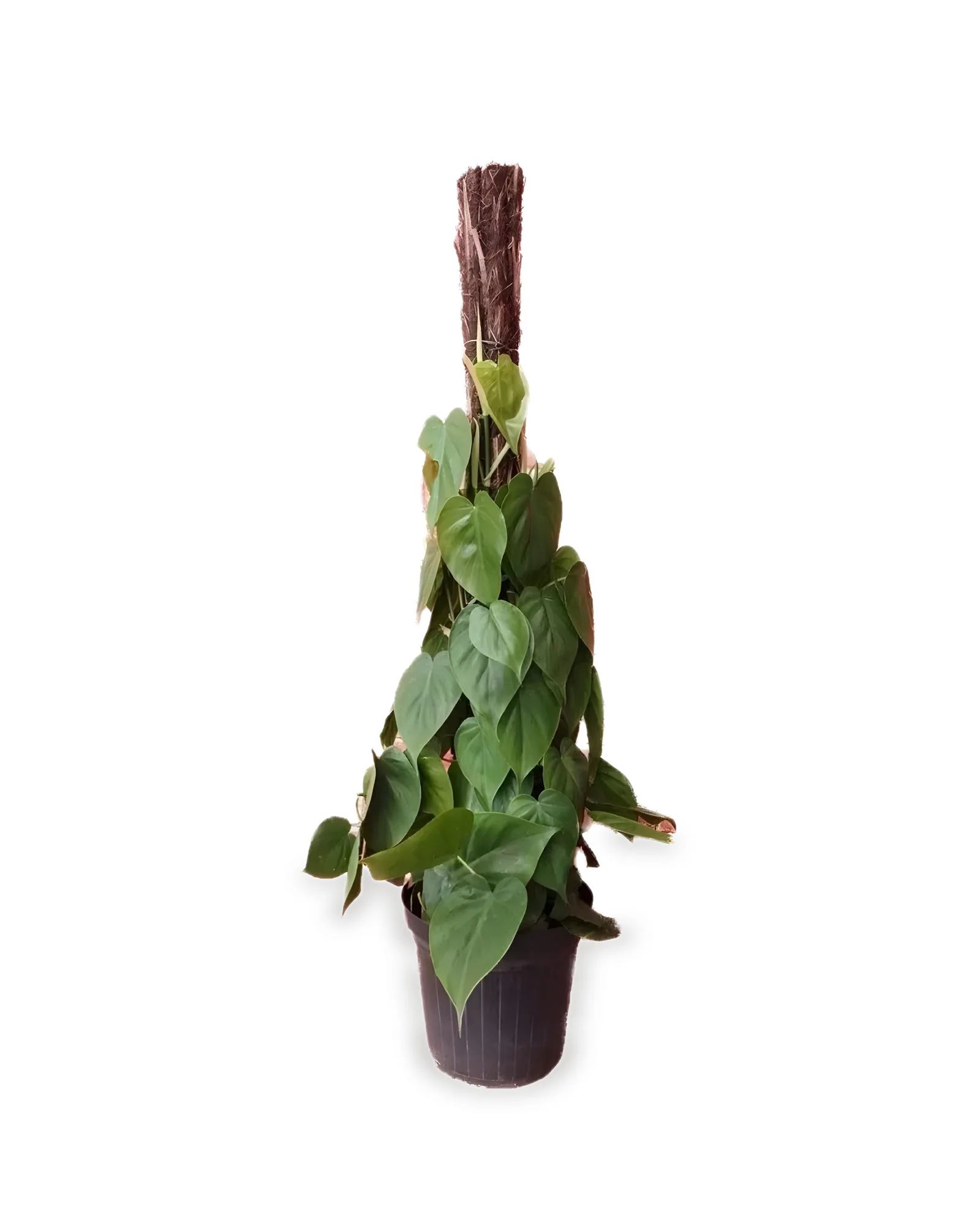 PHILODENDRON SCANDENS MDPT