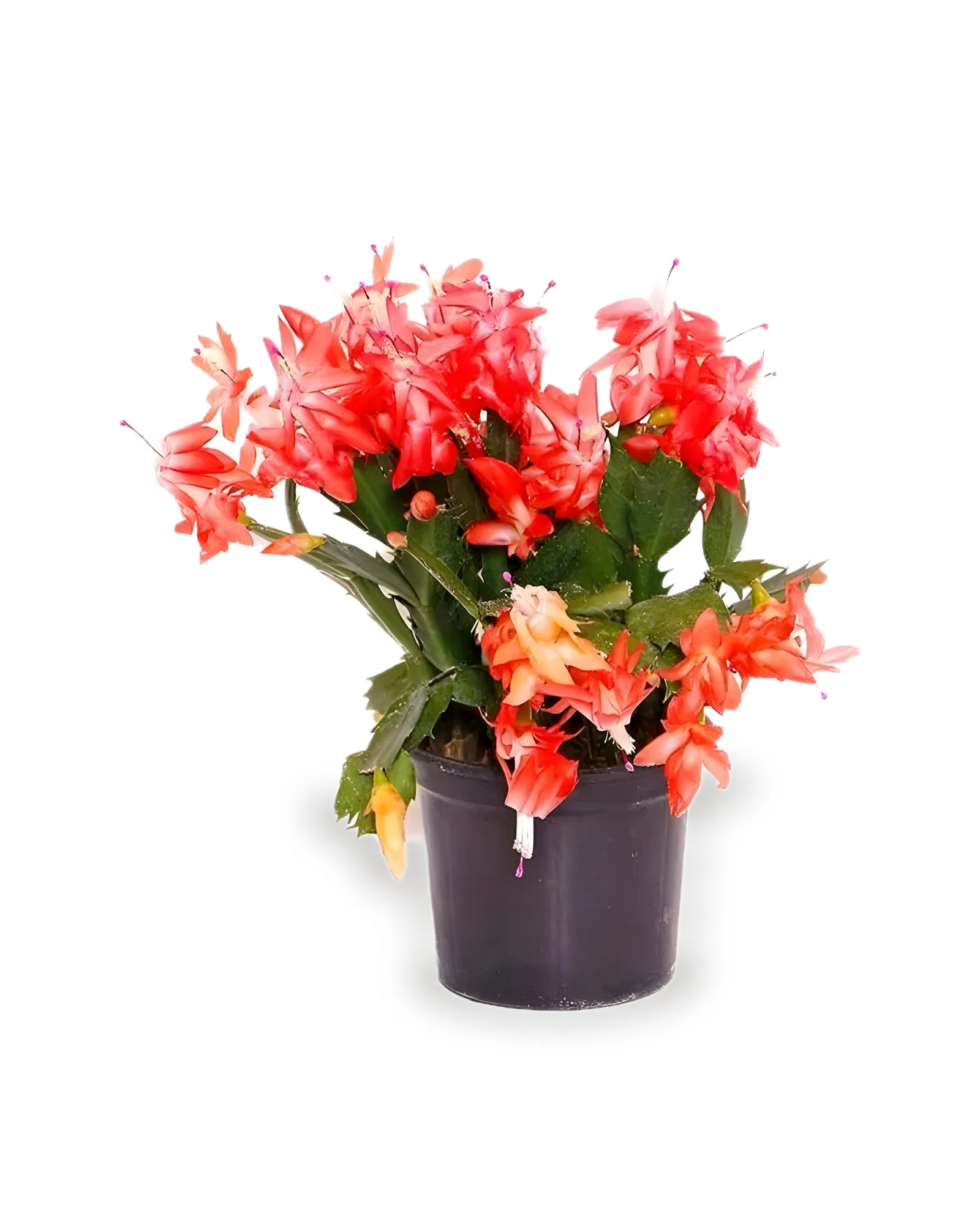 Flor De Maio MDPT11 Cores Variadas