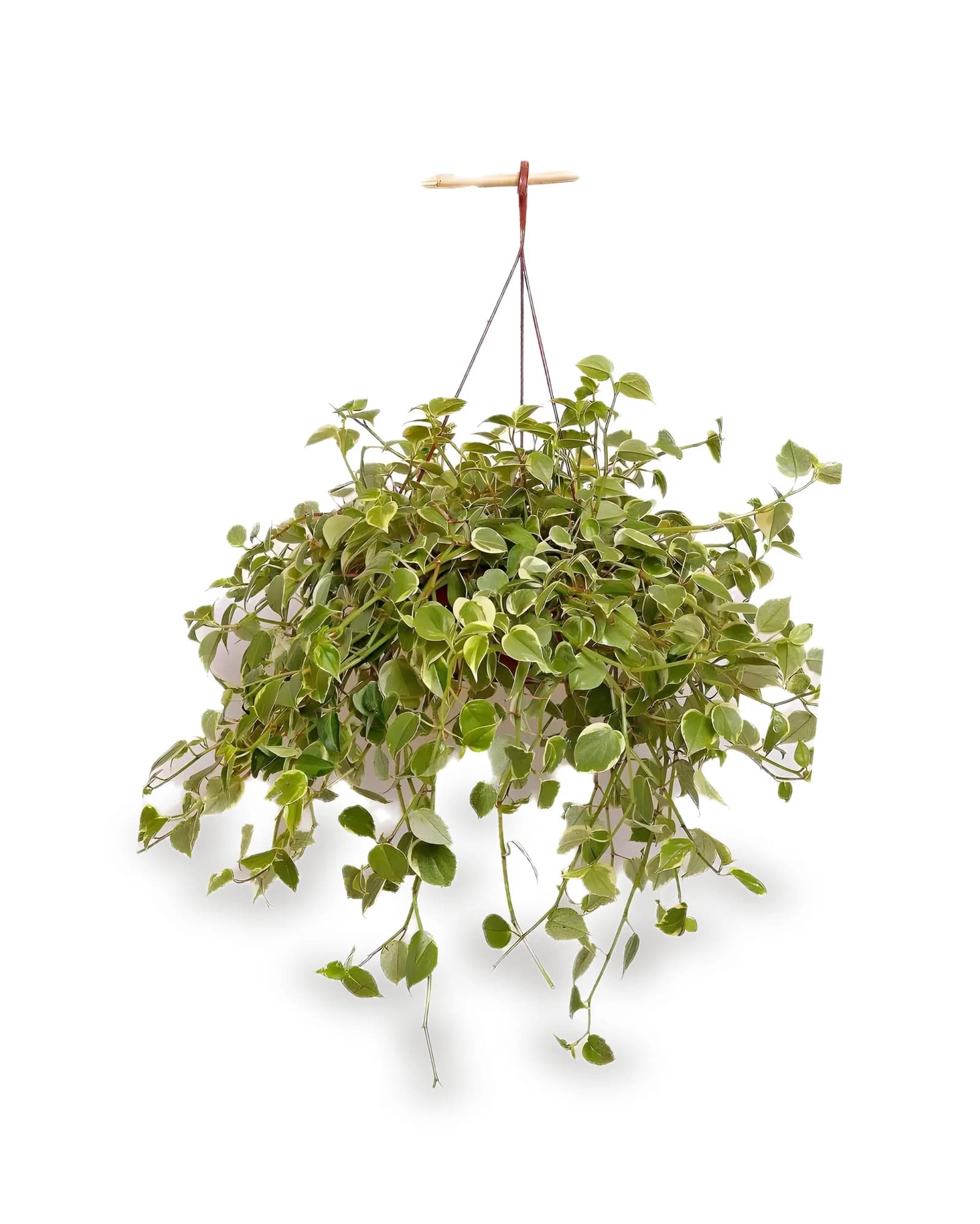 Peperomia Scandens MDCA21VL