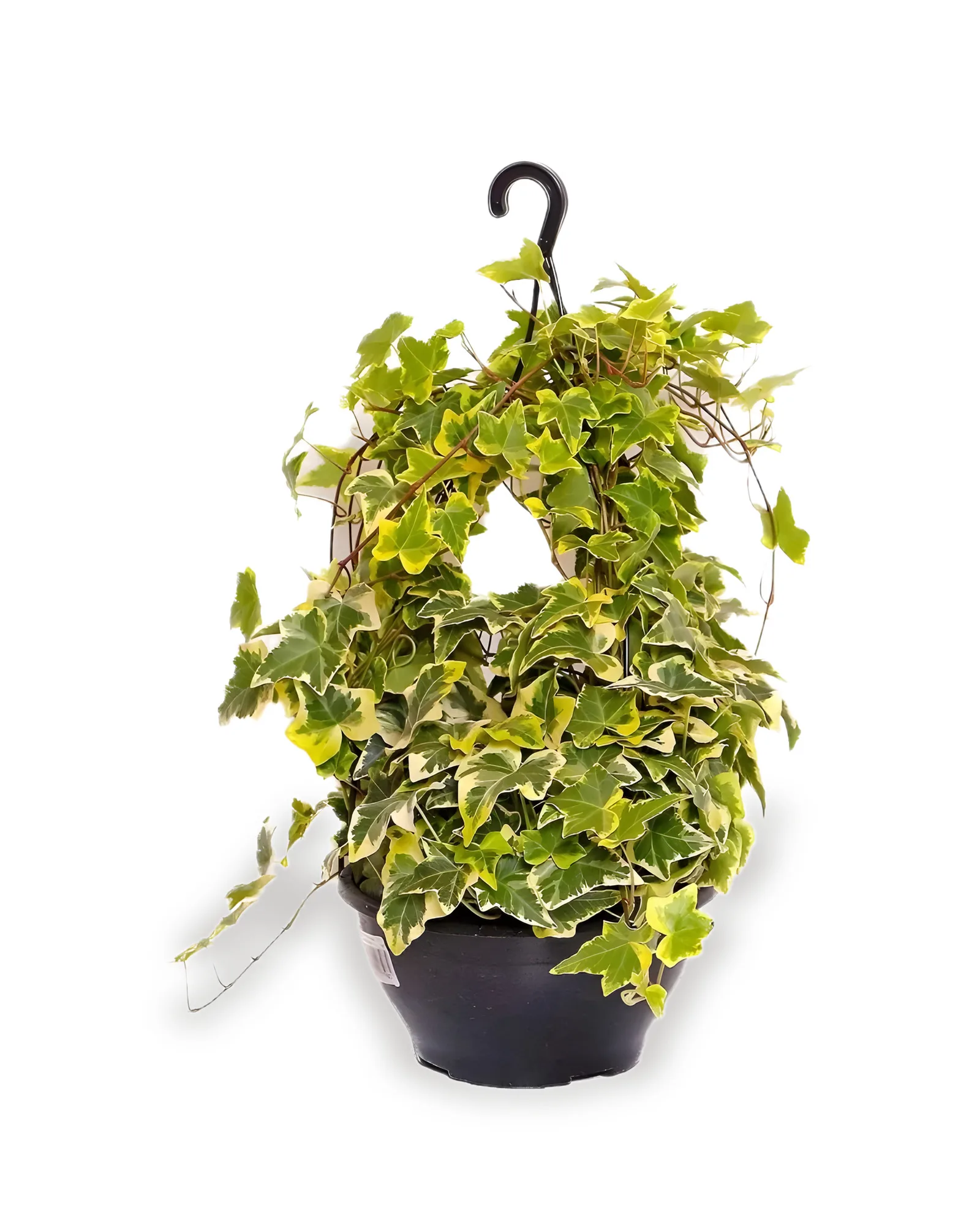 Hedera MDCA21