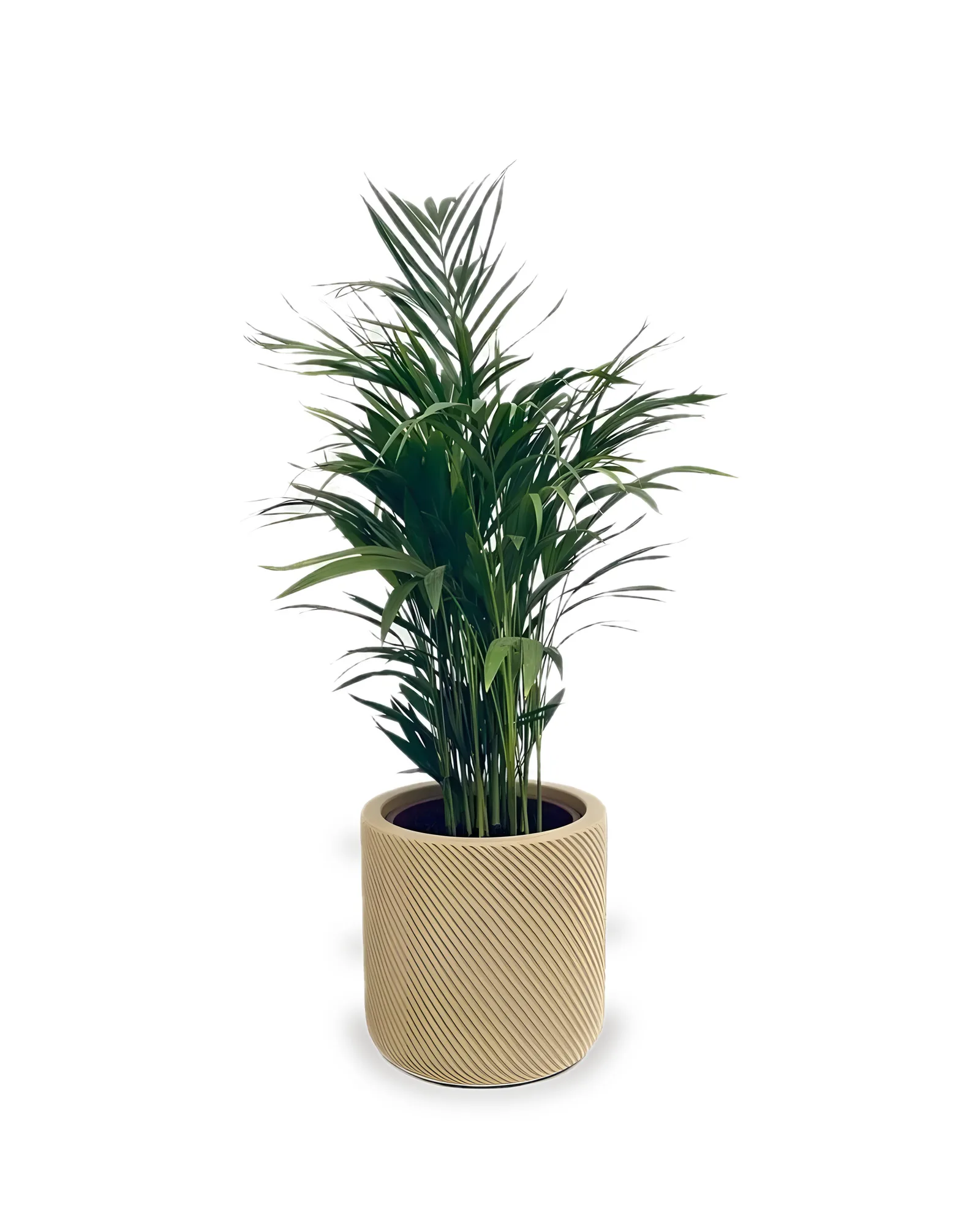 CONJUNTO ARECA BAMBU LISTRADO