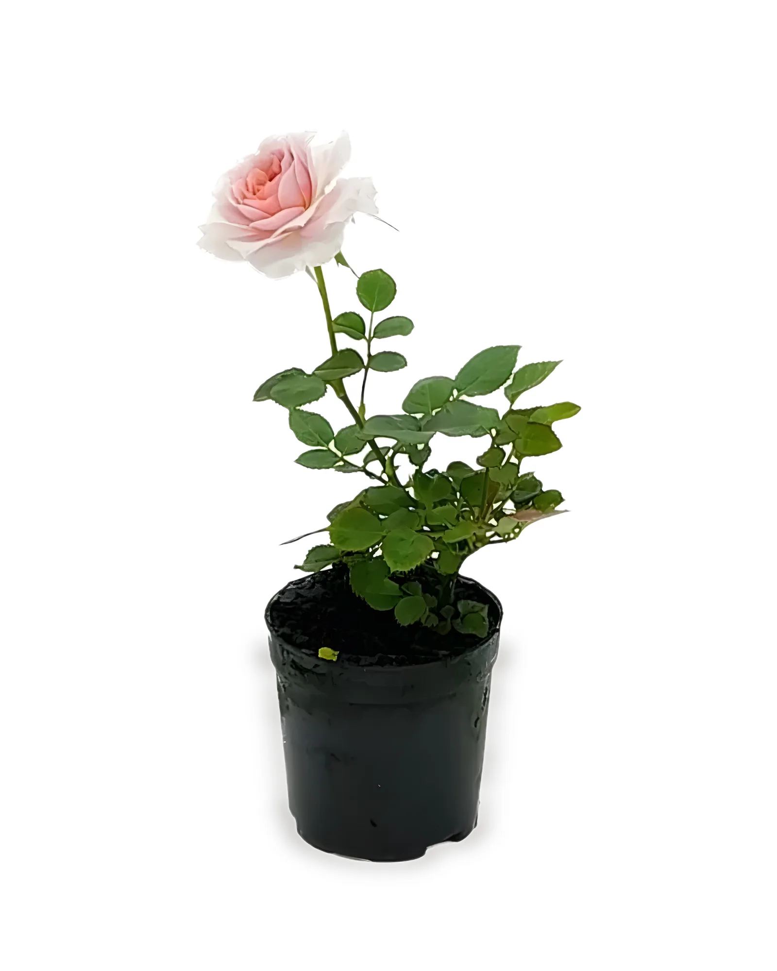 ROSEIRA MINI POTE 06 (enviamos para todo brasil )