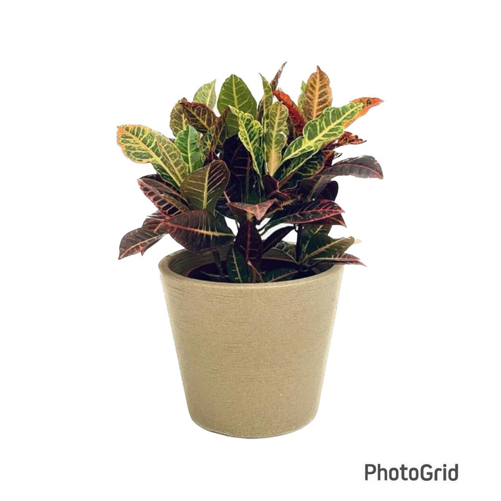 conjunto croton petra cone baixo (cores de vasos variados )