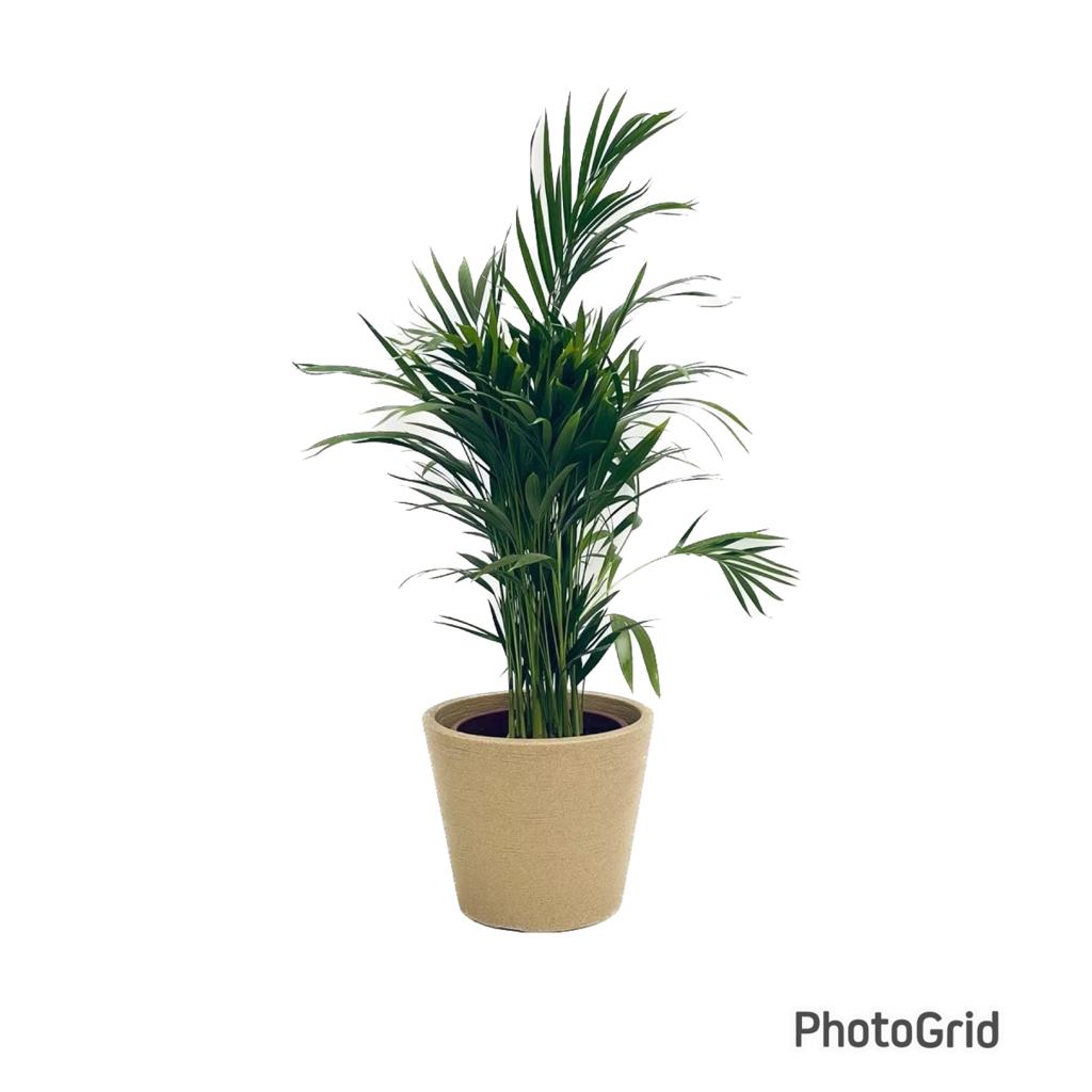 conjunto areca cone baixo (cores variadas )