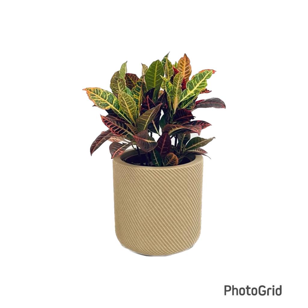 CONJUNTO CROTON PETRA LISTRADO