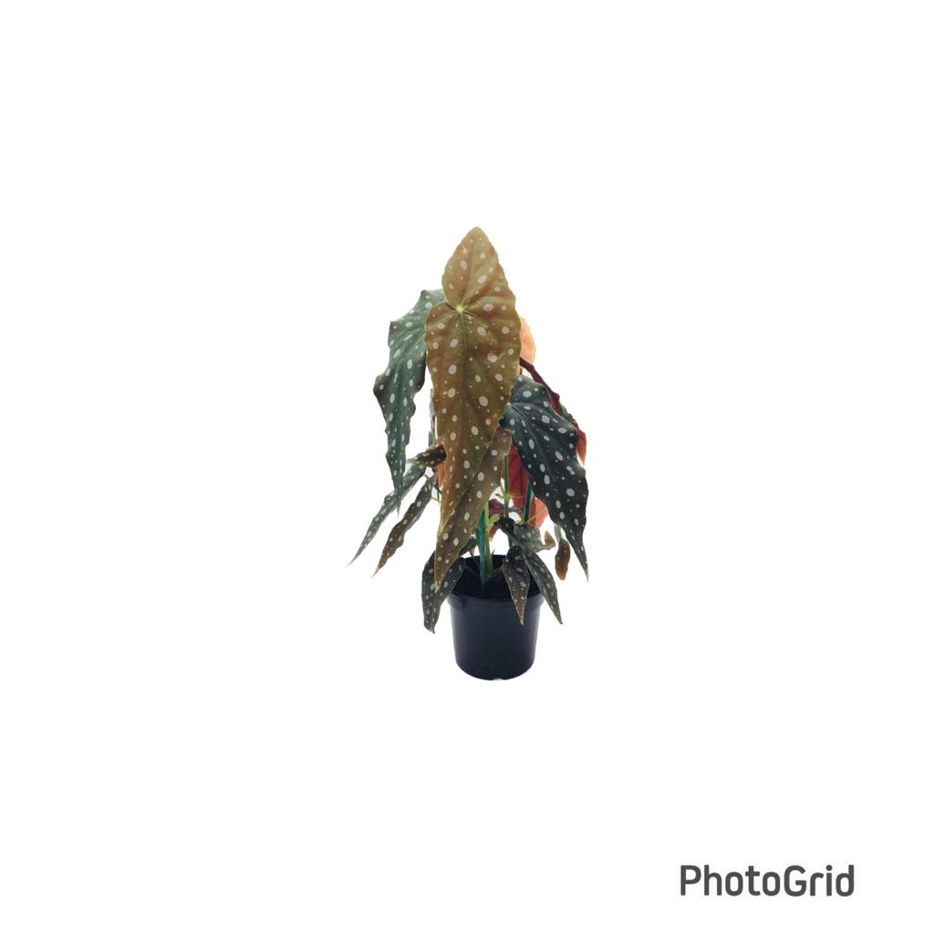 BEGONIA MACULATA POTE 13 (enviamos para todo Brasil)