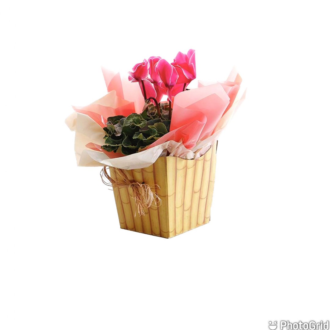 Arranjo Natural Cyclamen Lisboa 25