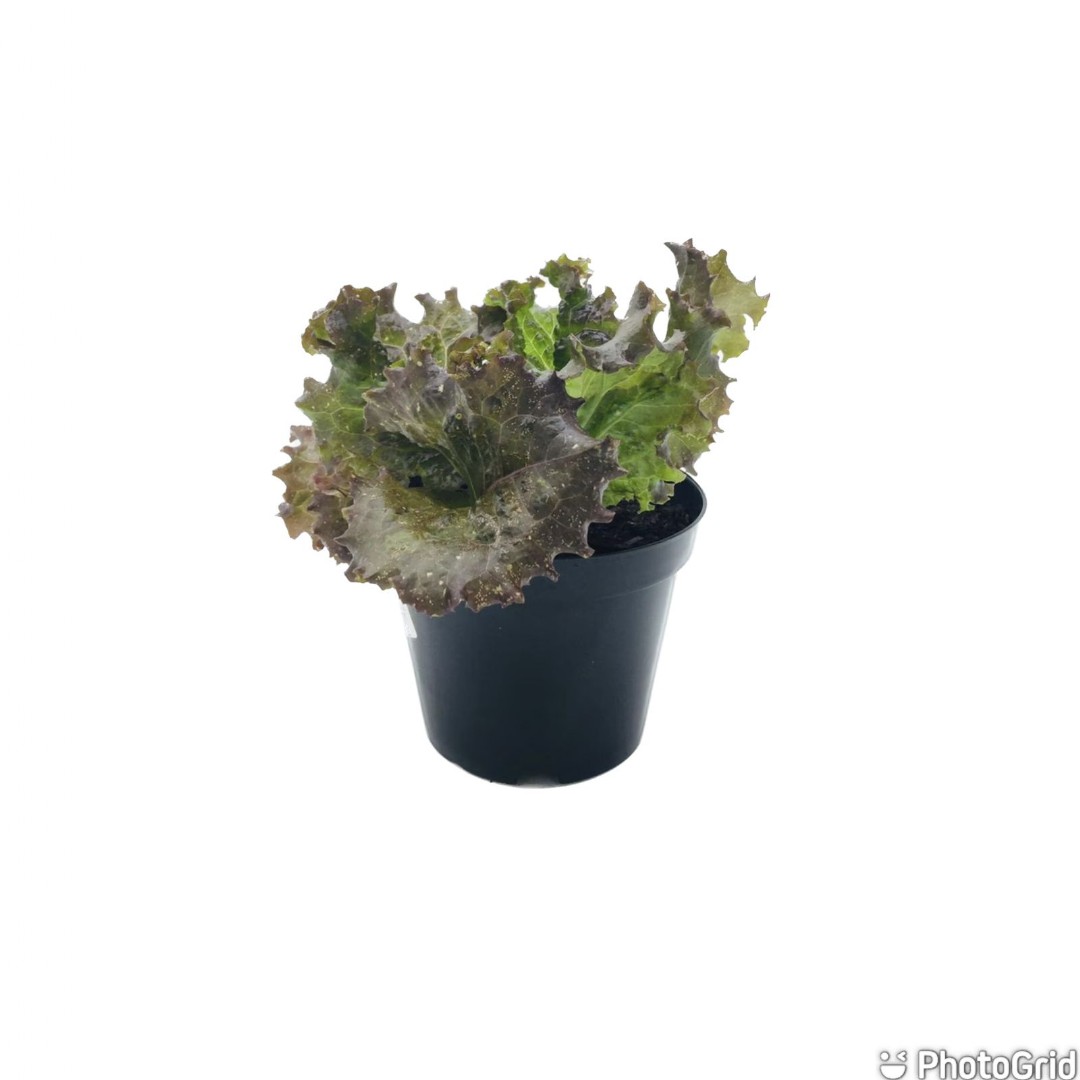 ALFACE CRESPA MDPT15