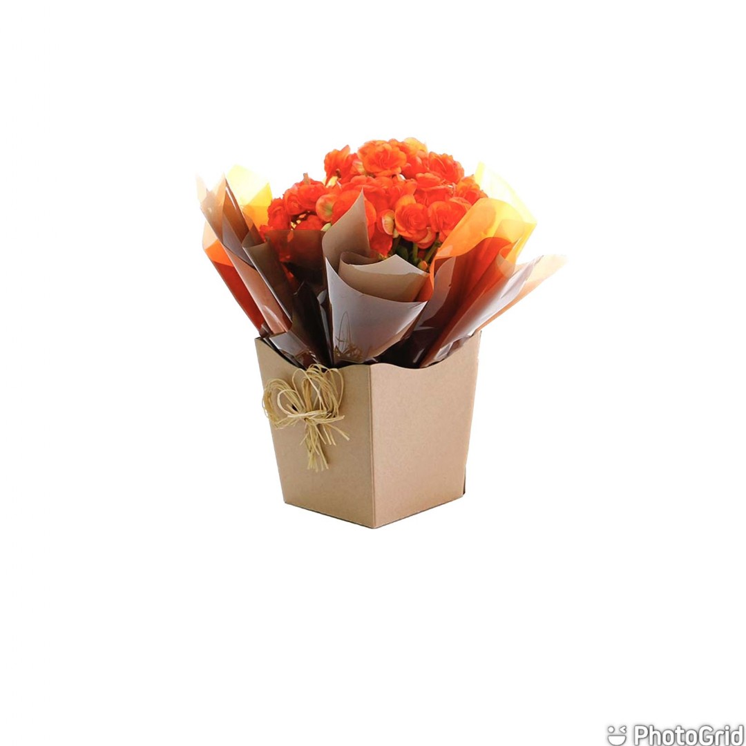 Arranjo Natural Begonia Florença 16