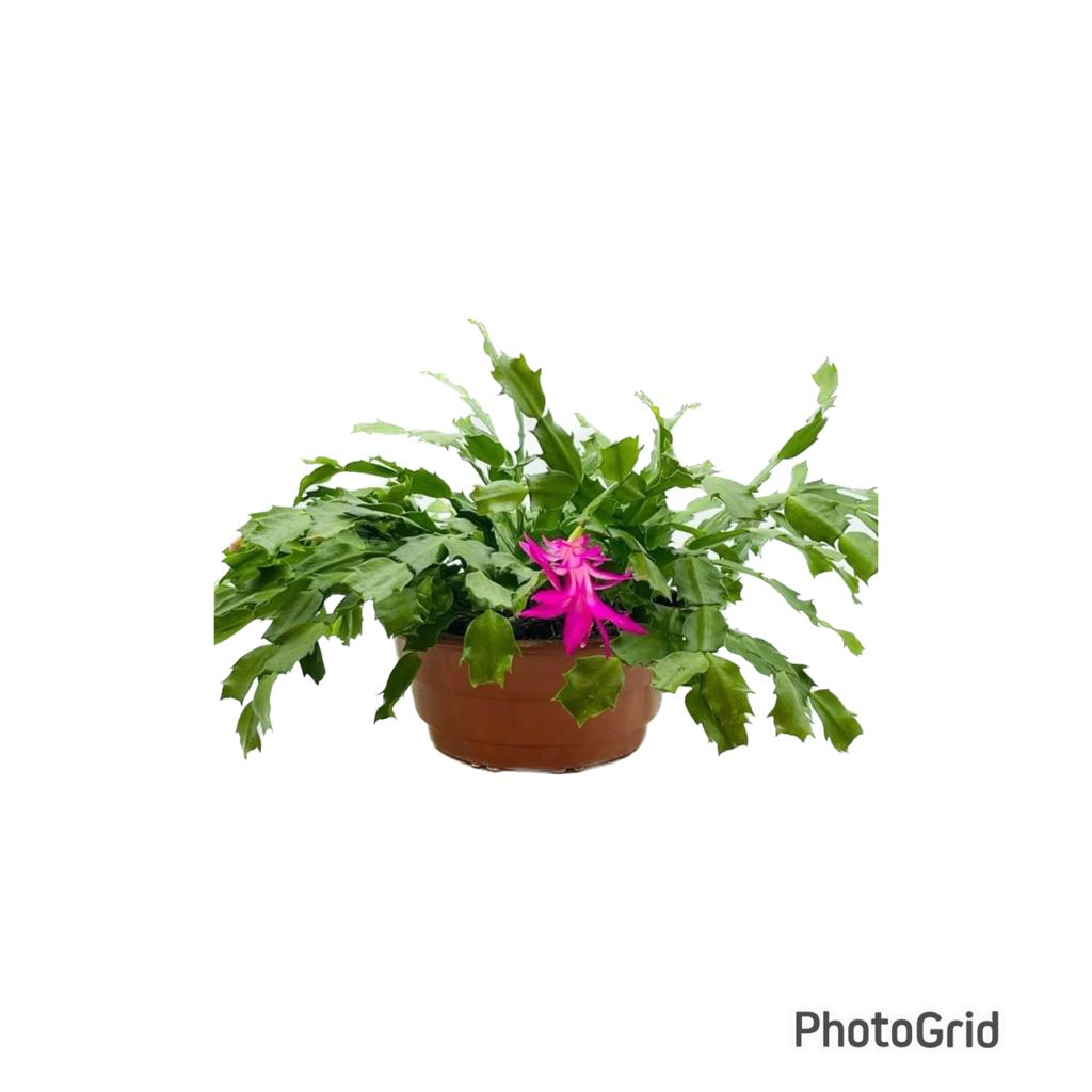 FLOR DE MAIO CUIA 21