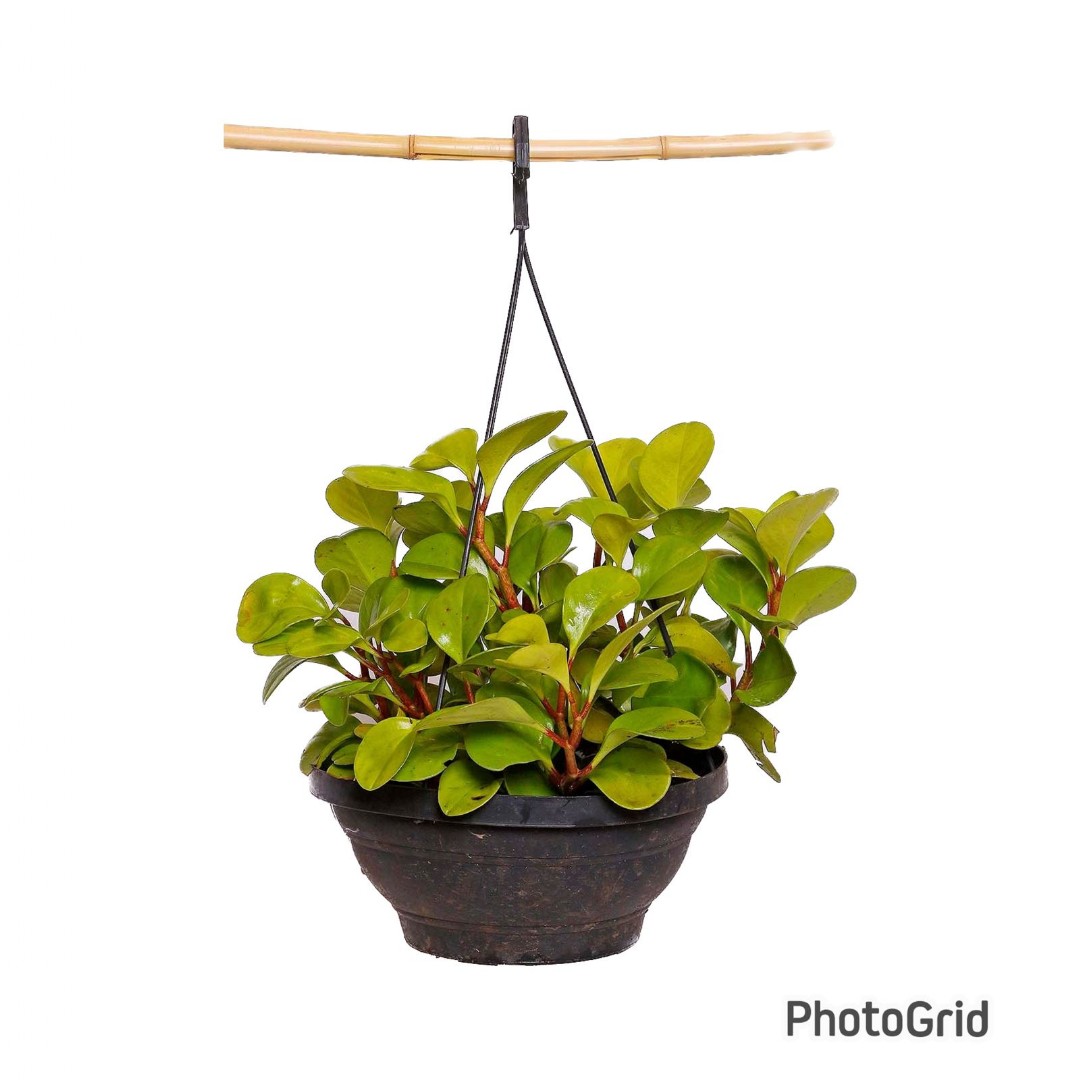 Peperomia Limão MDCA25