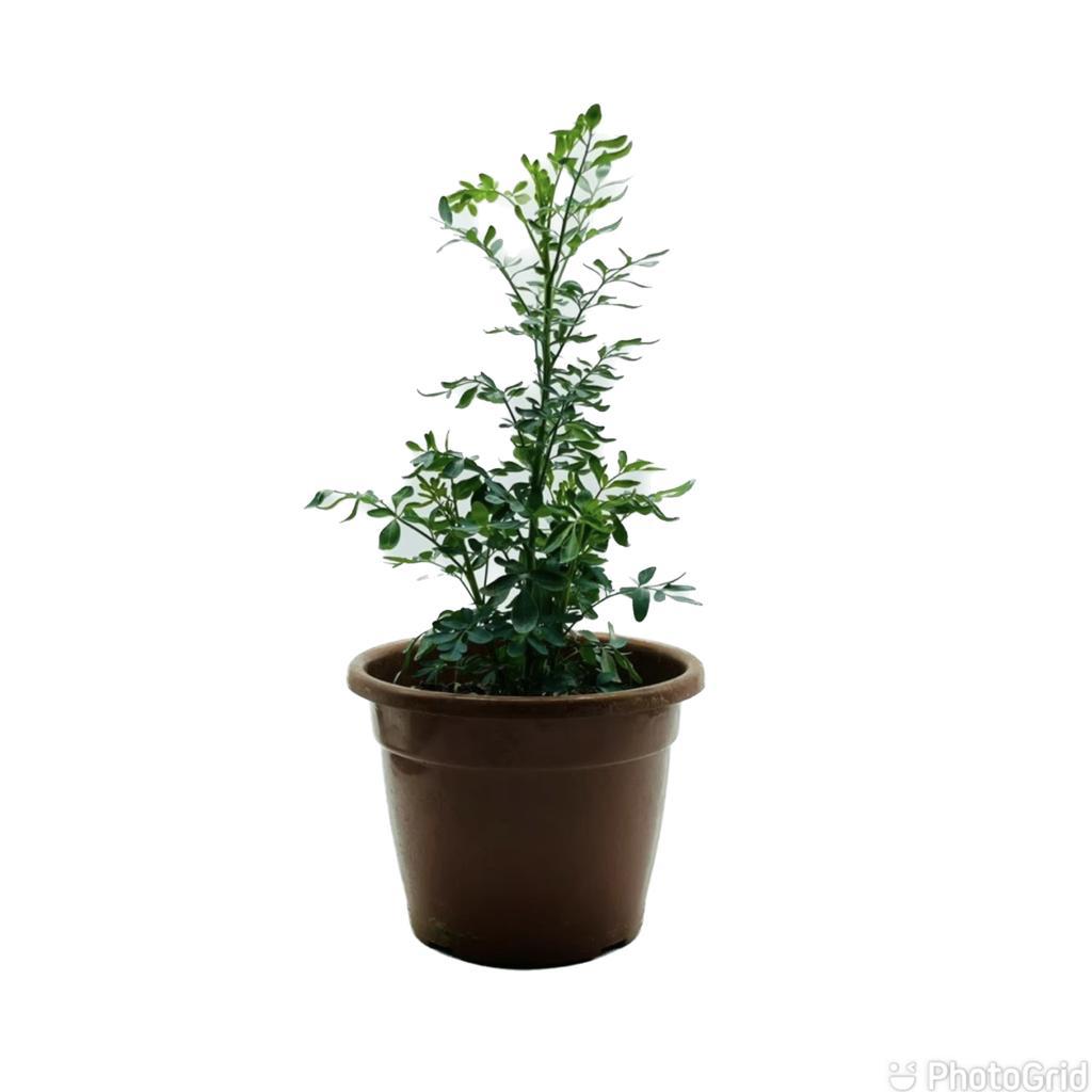 ARRUDA MDPT24