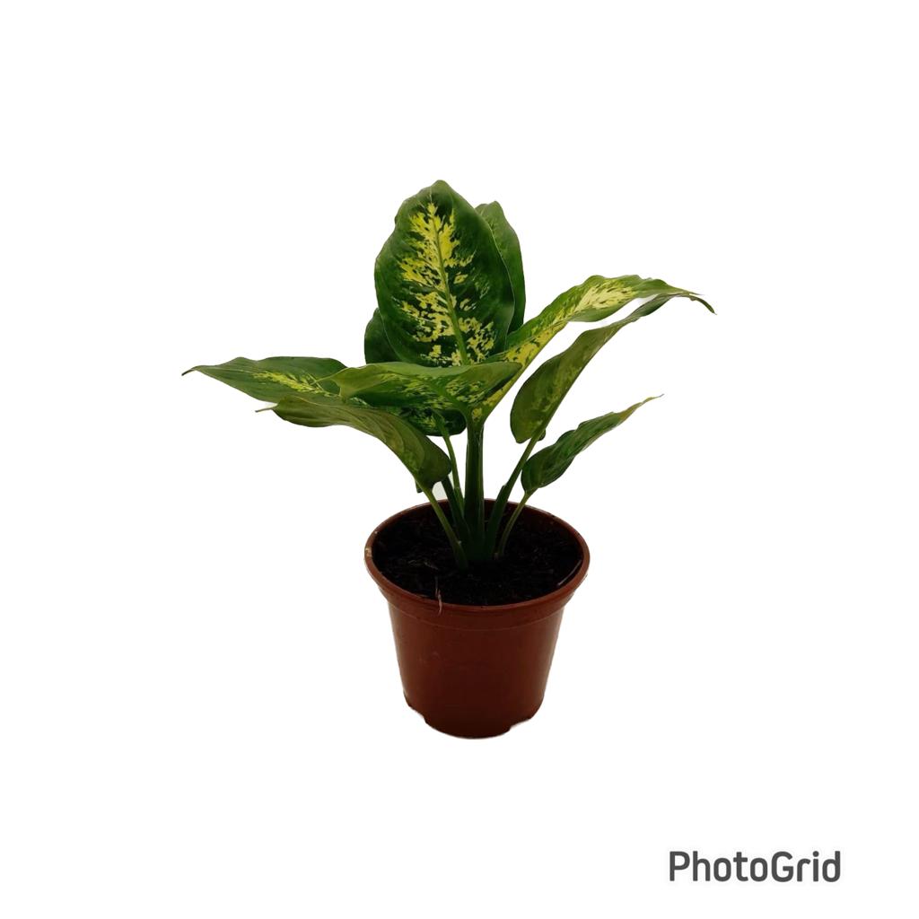 COMIGO NINGUÉM PODE DIEFFENBACHIA(Snow) MDPT15 (enviamos para todo Brasil)