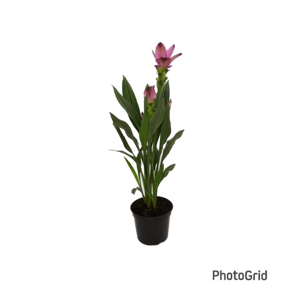 CURCUMA PT15