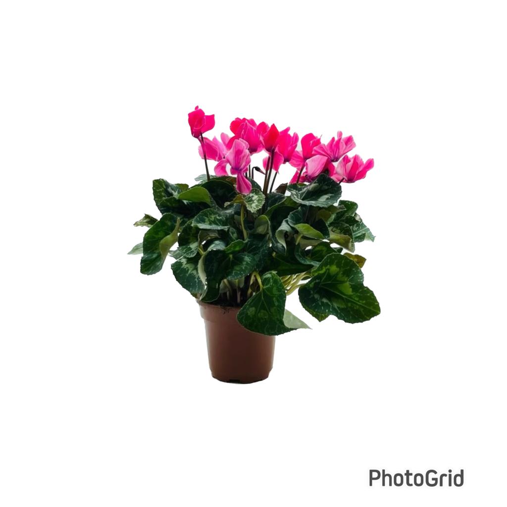 CYCLAMEN MDPT 14