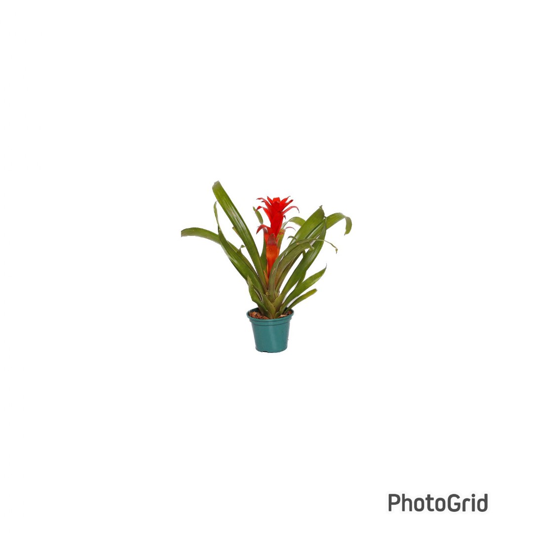 Bromélia Guzmania MDPT14 - CORES VARIADAS (enviamos para todo Brasil)